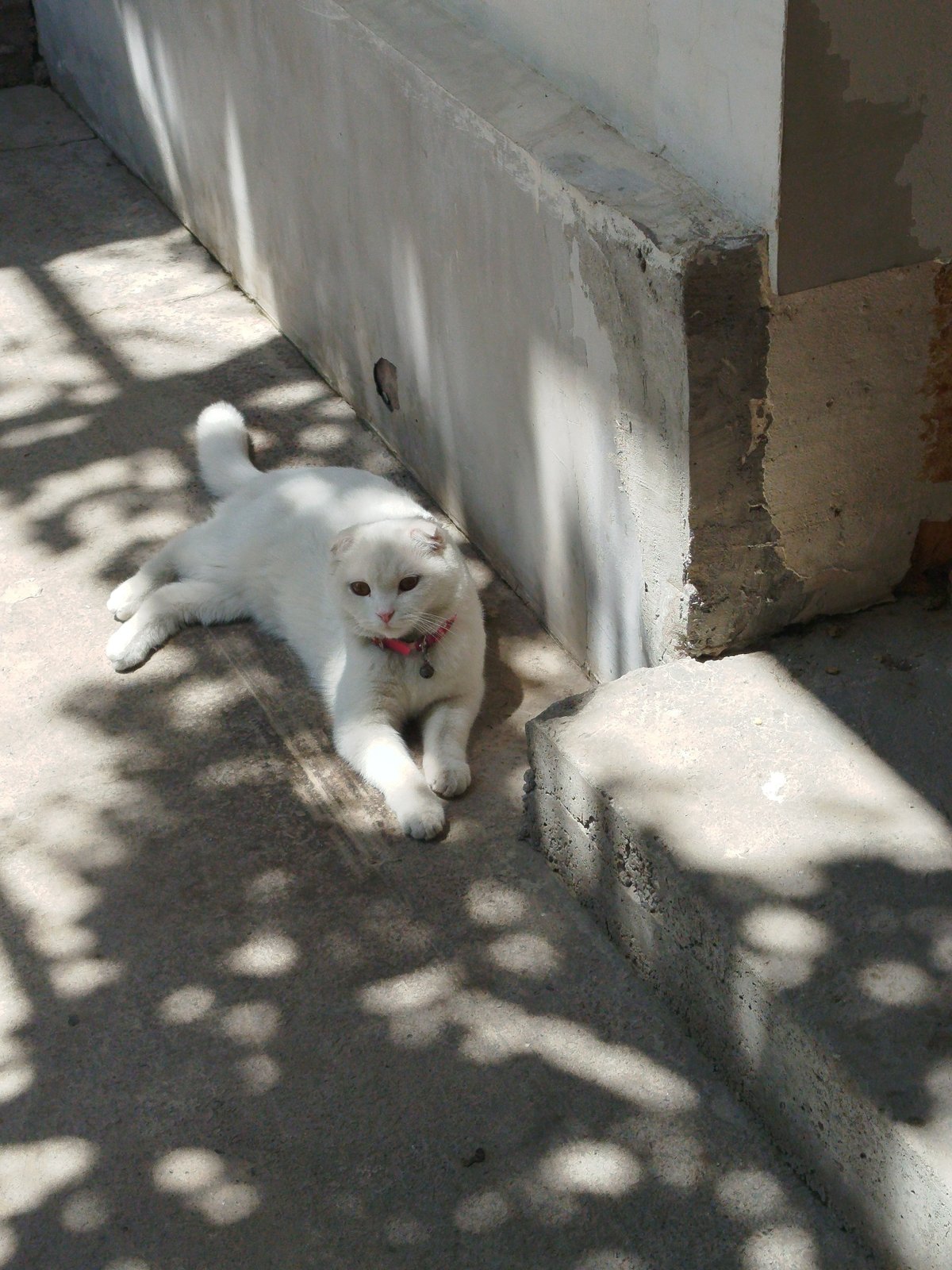 Scottish Fold cat lounging around a Tashkent courtyard