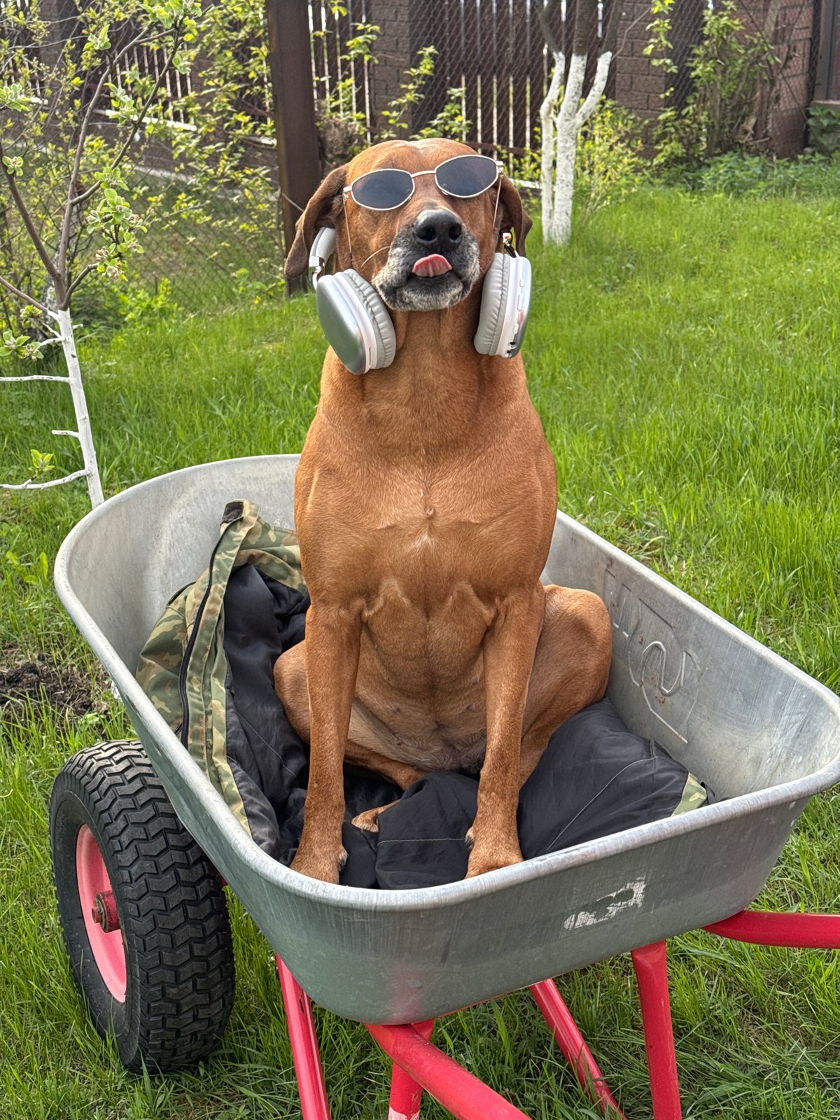 Dog in sunglasses rides wheelbarrow in Russian village