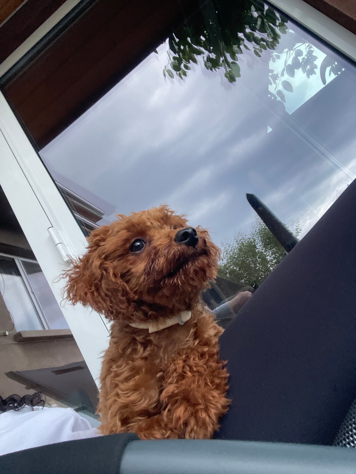 Woman documents puppy playtime and feeding in Sofia apartment