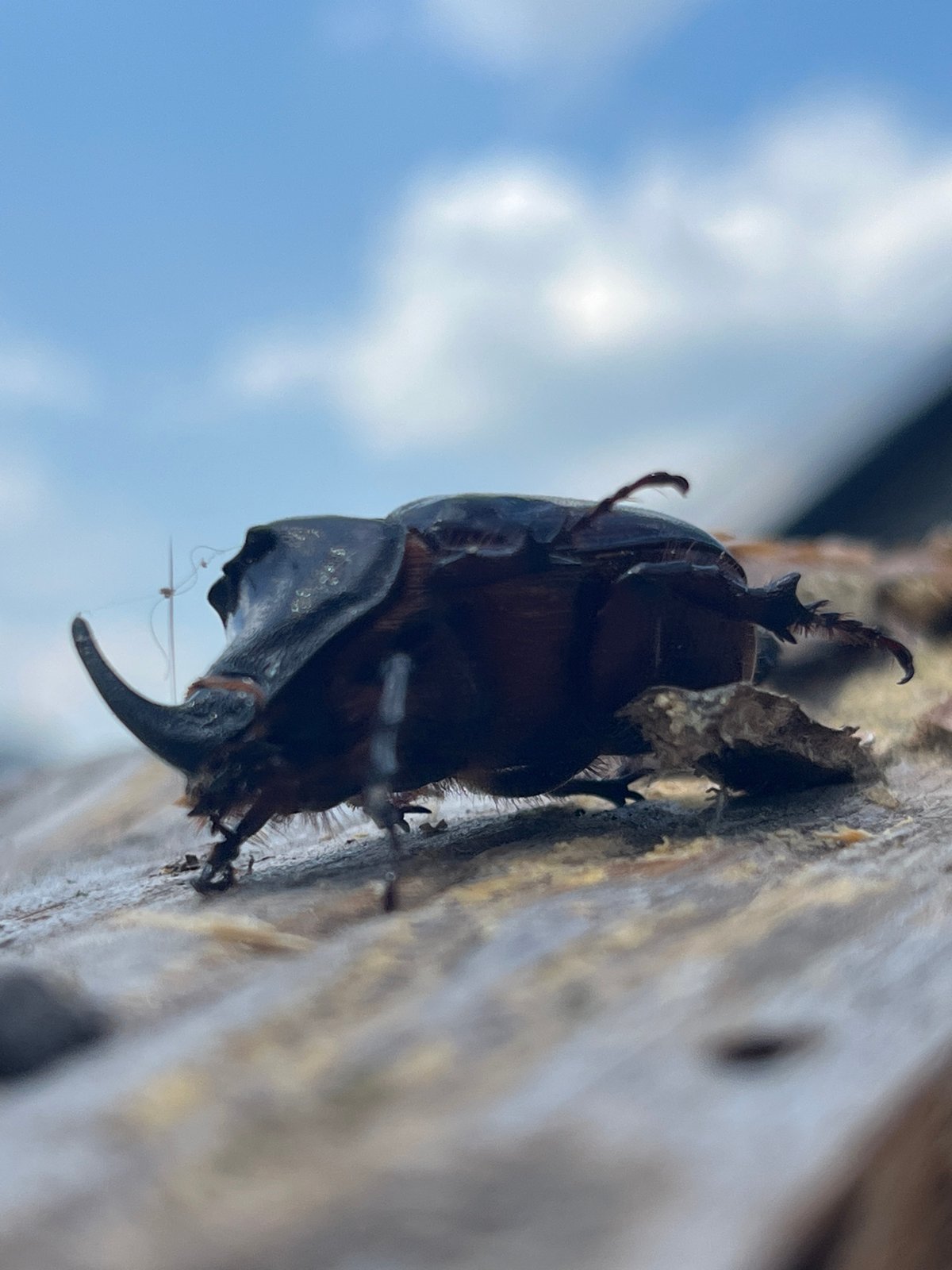 Rhinoceros beetle and backyard dogs in Dnipro