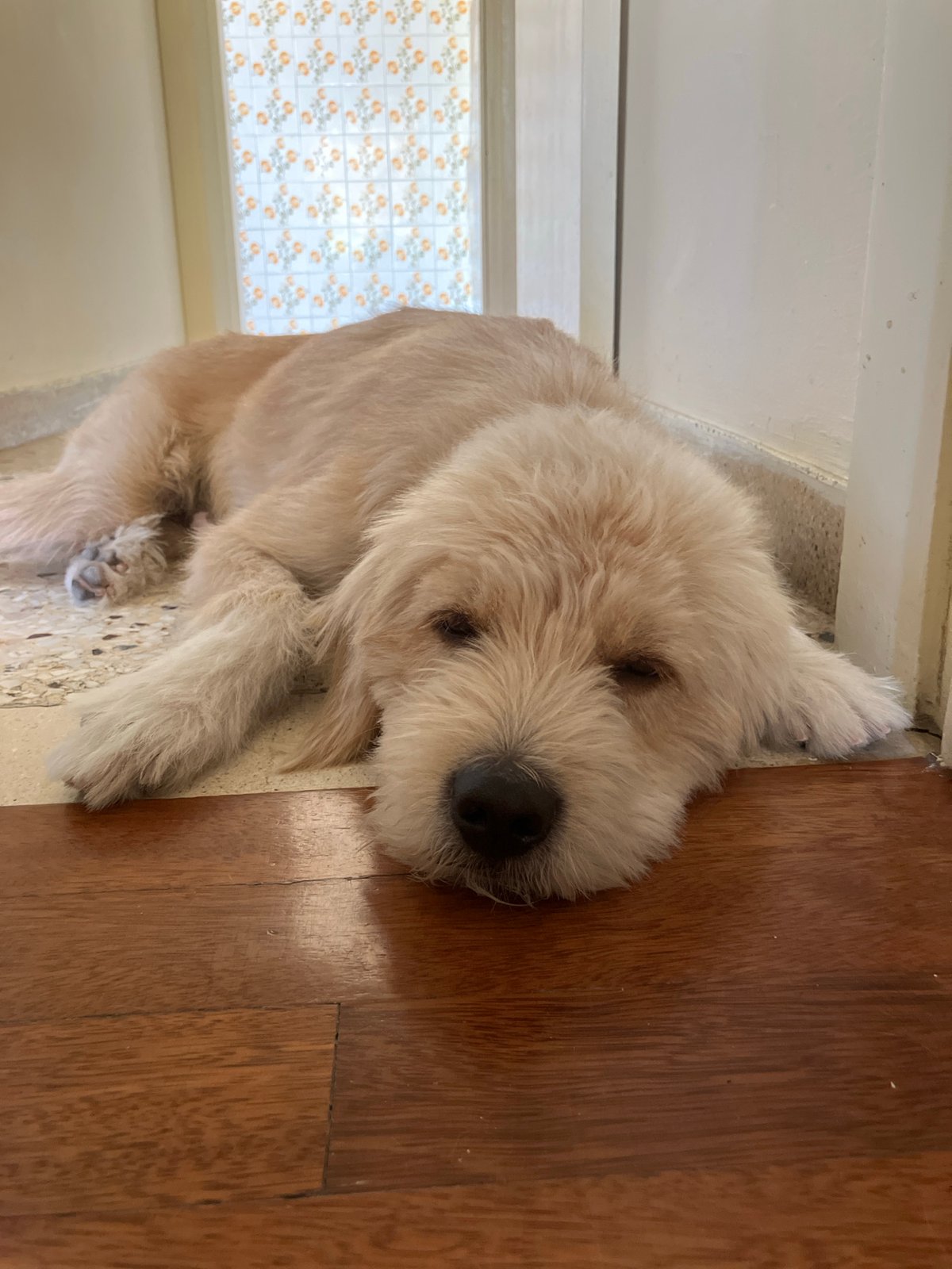 Fluffy dog napping on a wood and terrazzo floor in Paleo Faliro