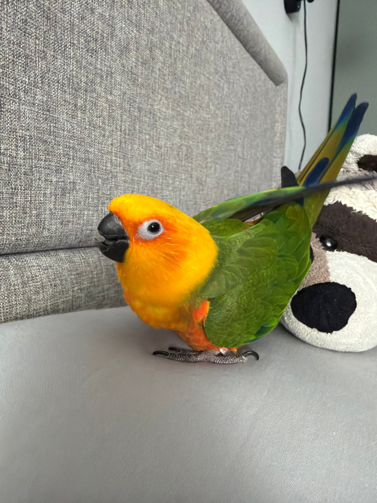 Morning domestic moments with parrot and child in Khimki