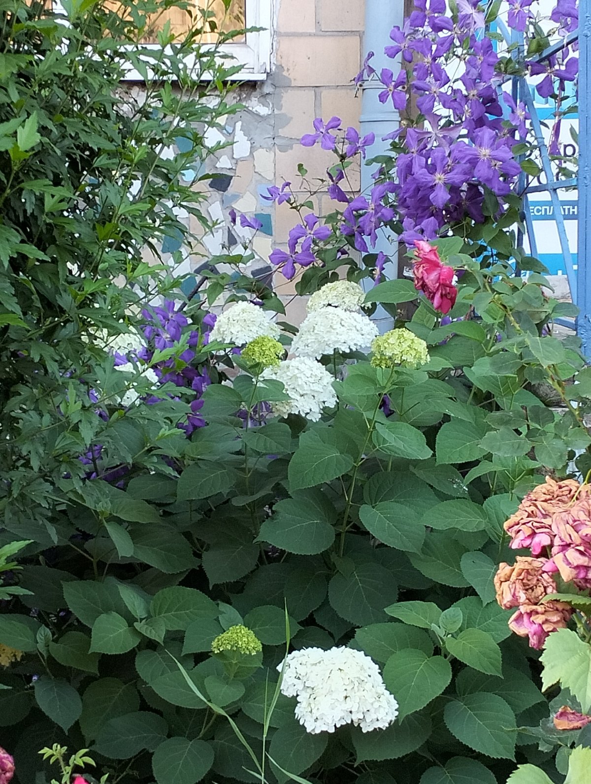 Orange trumpet vines and hydrangeas in a lush garden setting