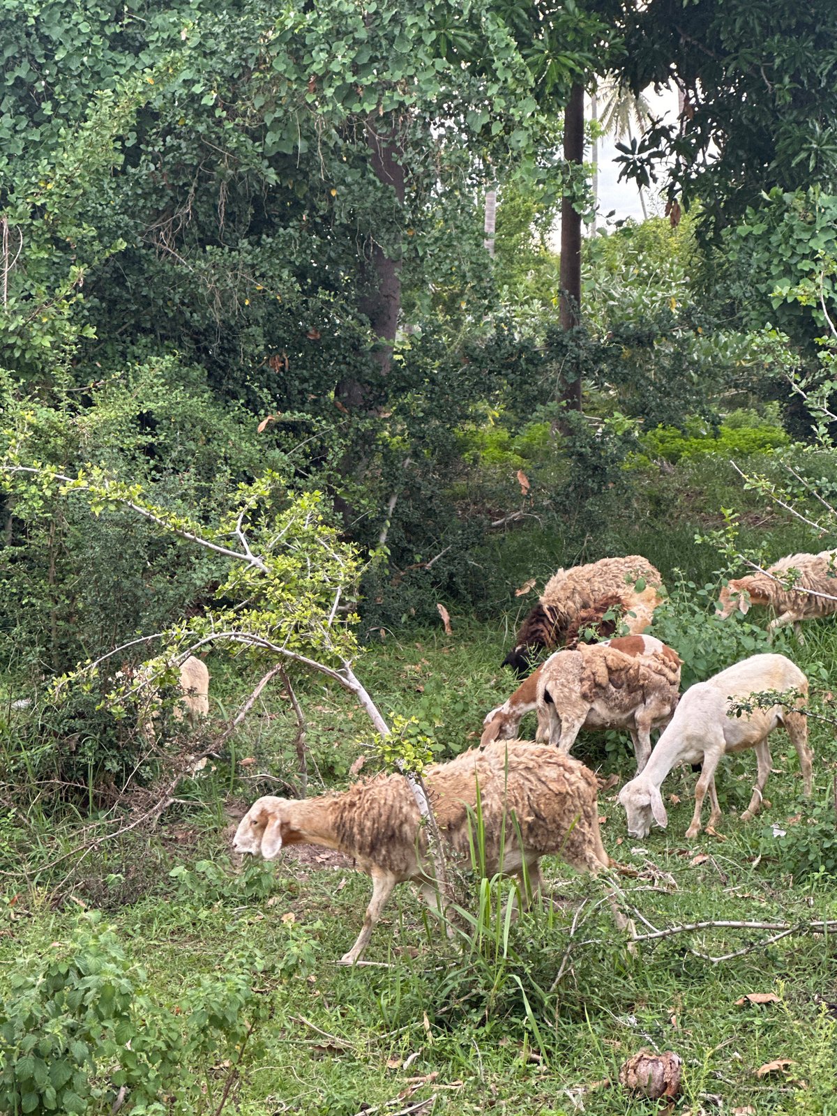 Sheep grazing and plant life in rural Baan Mae Nam