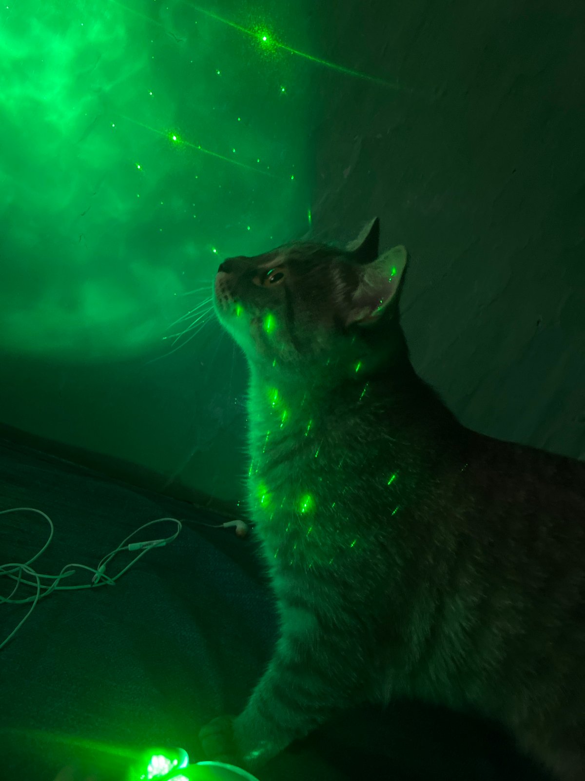 Pets enjoy laser light show in Russian home