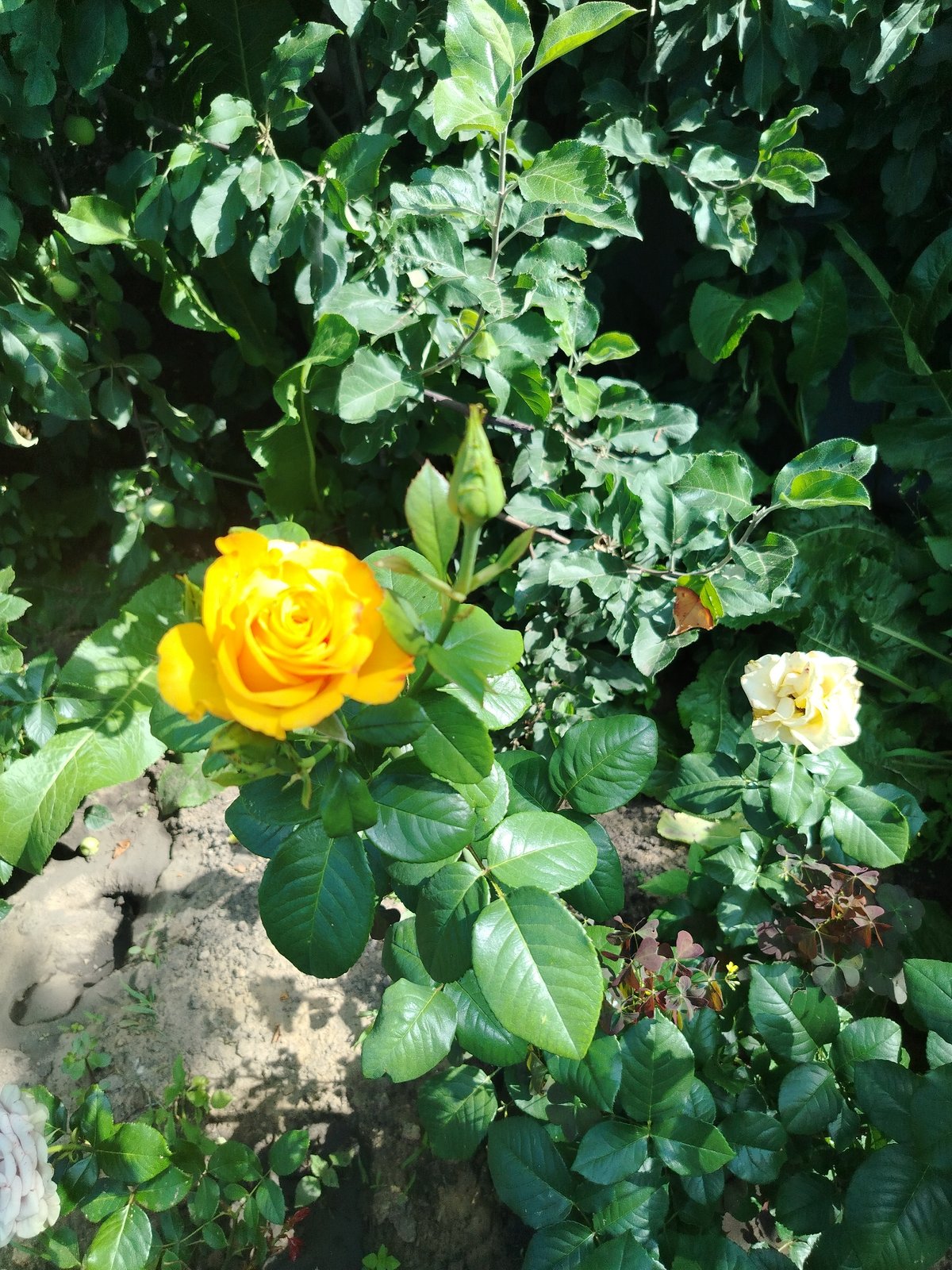 Yellow rose in full bloom, Uryupinsk