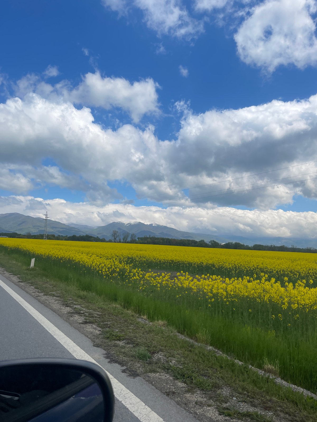 Roadside yellow flower field observed from moving vehicle
