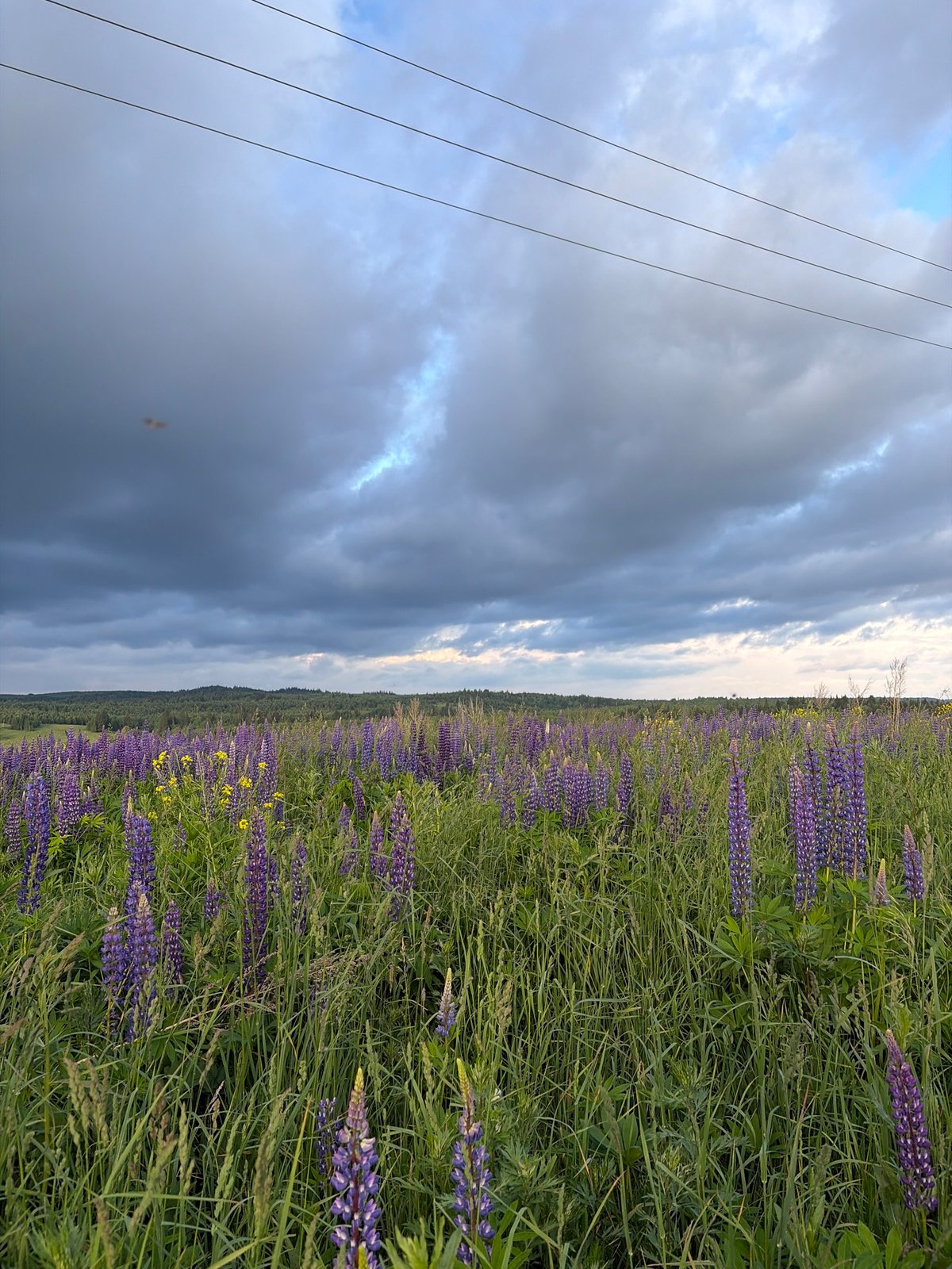 Purple lupine fields bloom under dramatic skies in Russia