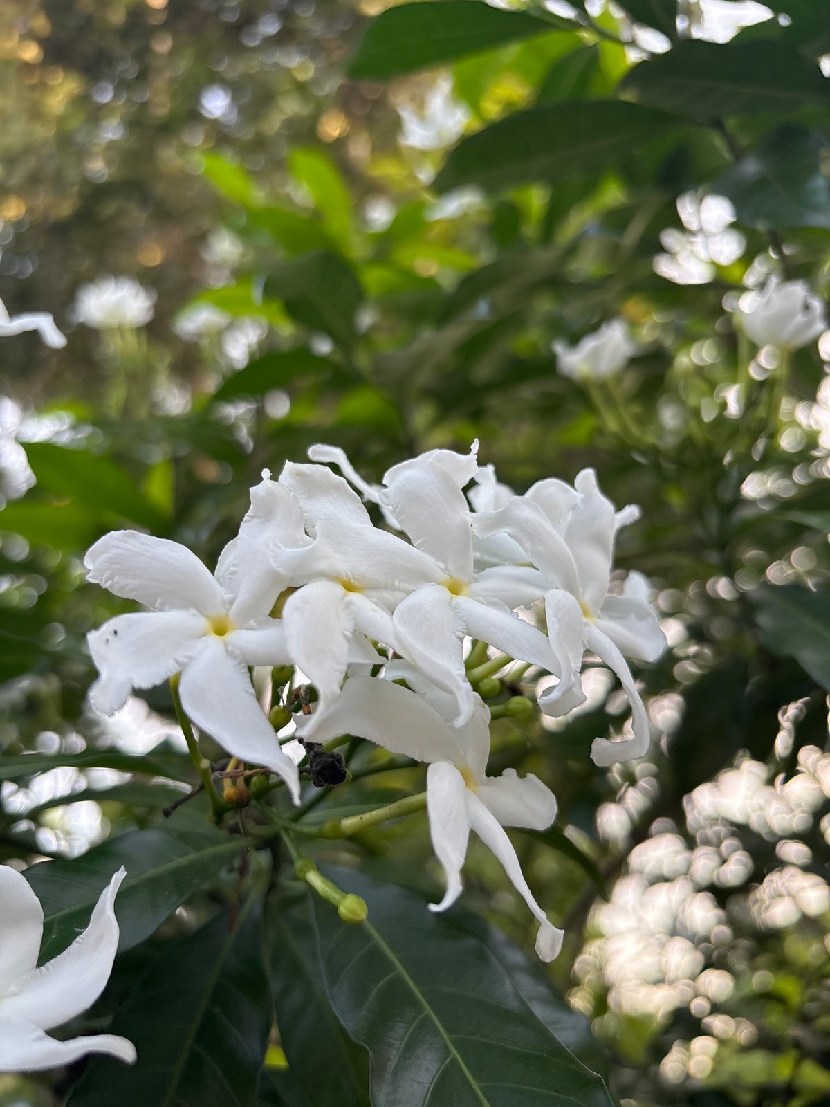 White jasmine flowers bloom in Cutneuheun, Indonesia