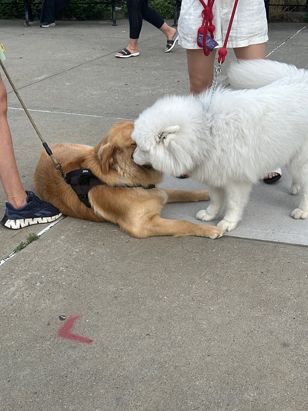 Dogs, bikes, and a bench doll at a Brooklyn park evening