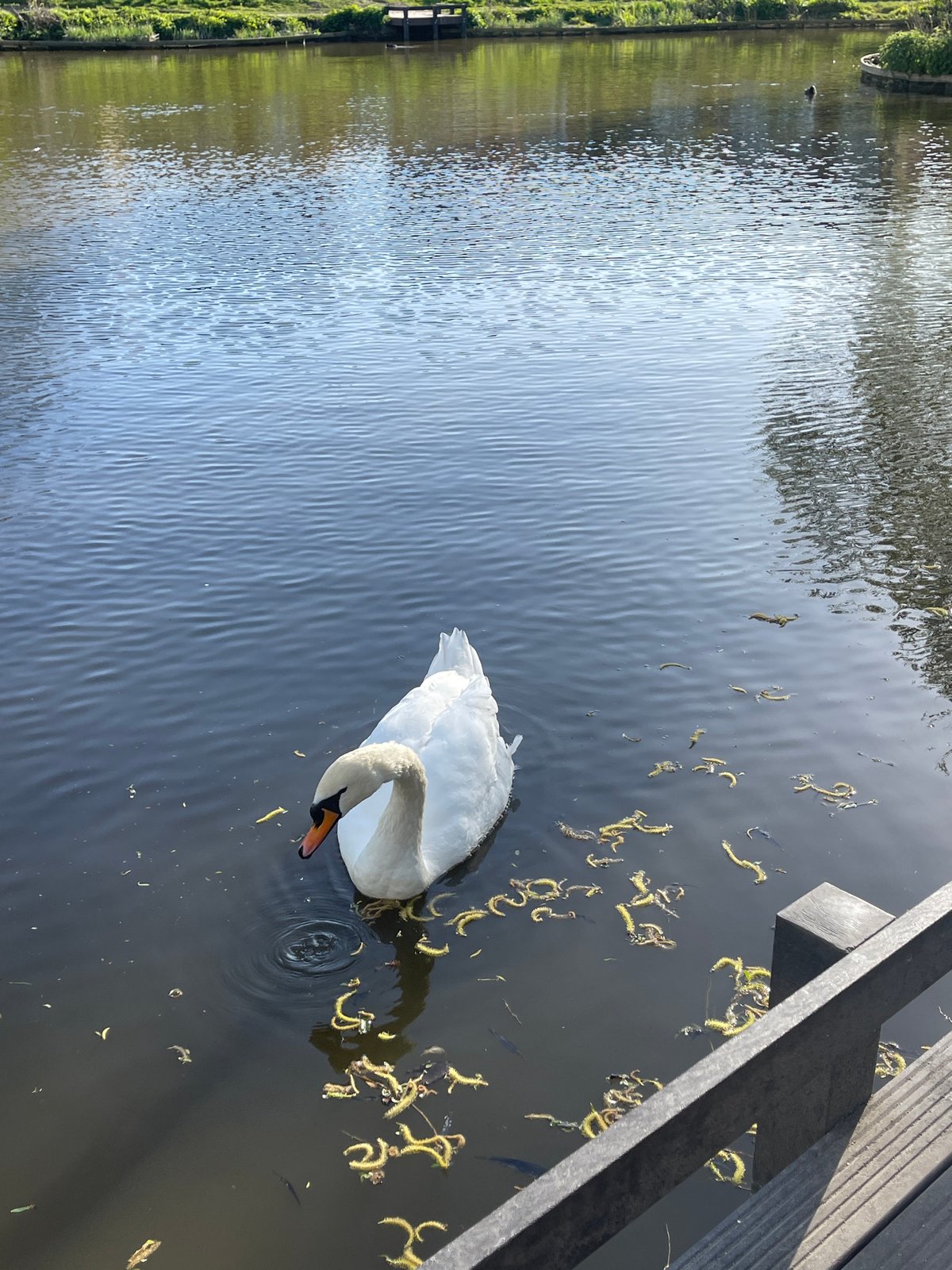 Swan feeds among spring blossoms on River Len, Maidstone