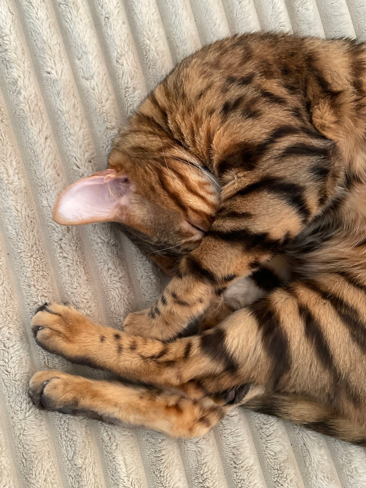 Bengal cat asleep on a cream blanket, multiple angles