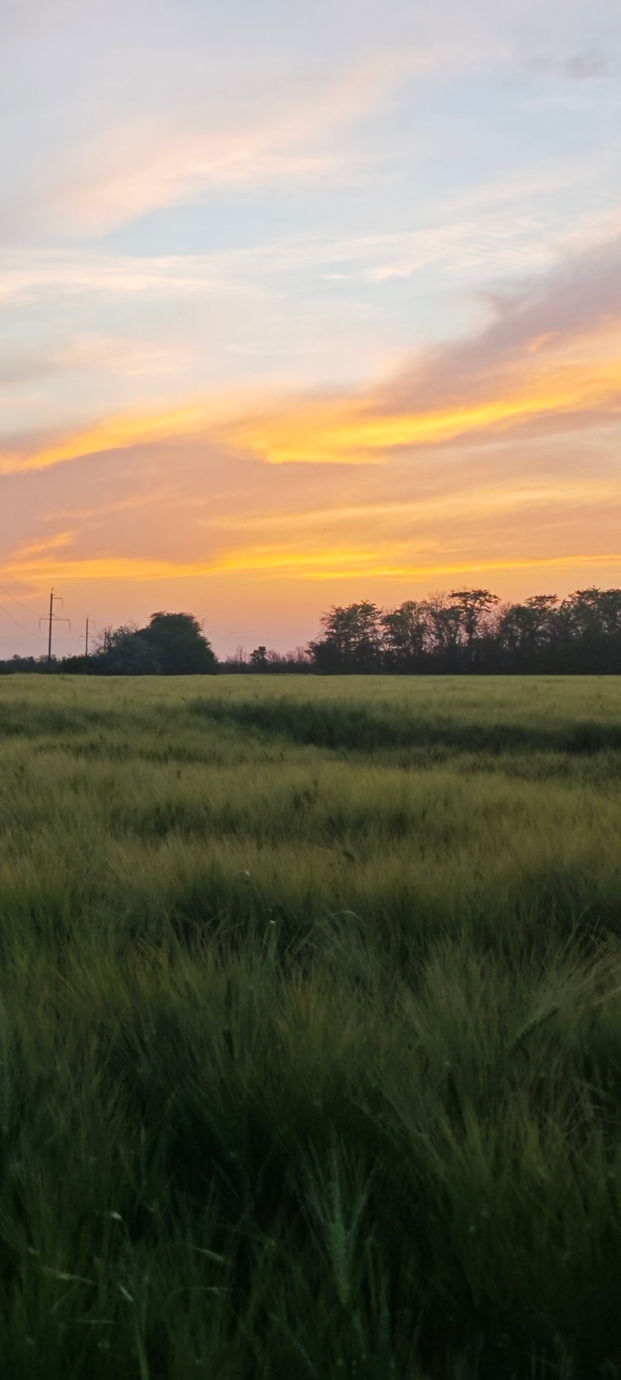 Evening stroll through Russian wheat fields captured at sunset