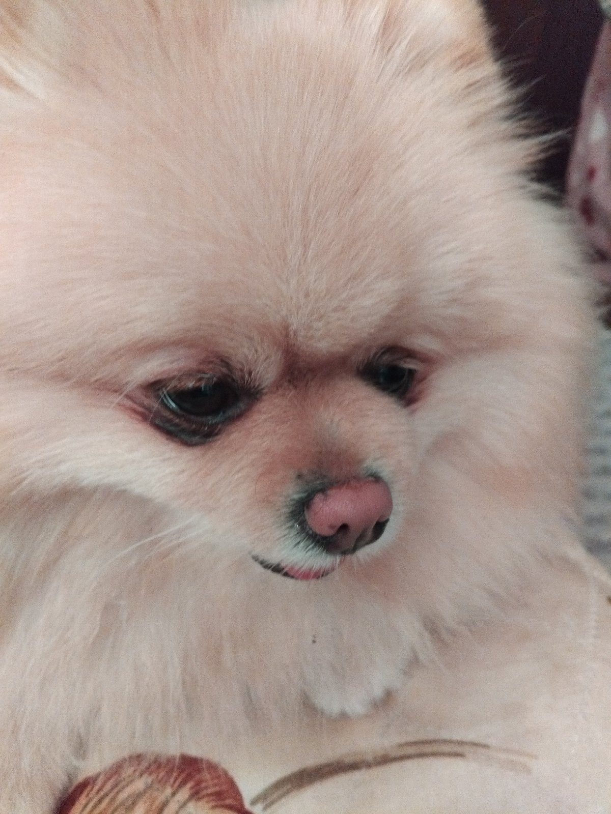 Pomeranian dog photographed relaxing on couch in Apriltsi, Bulgaria