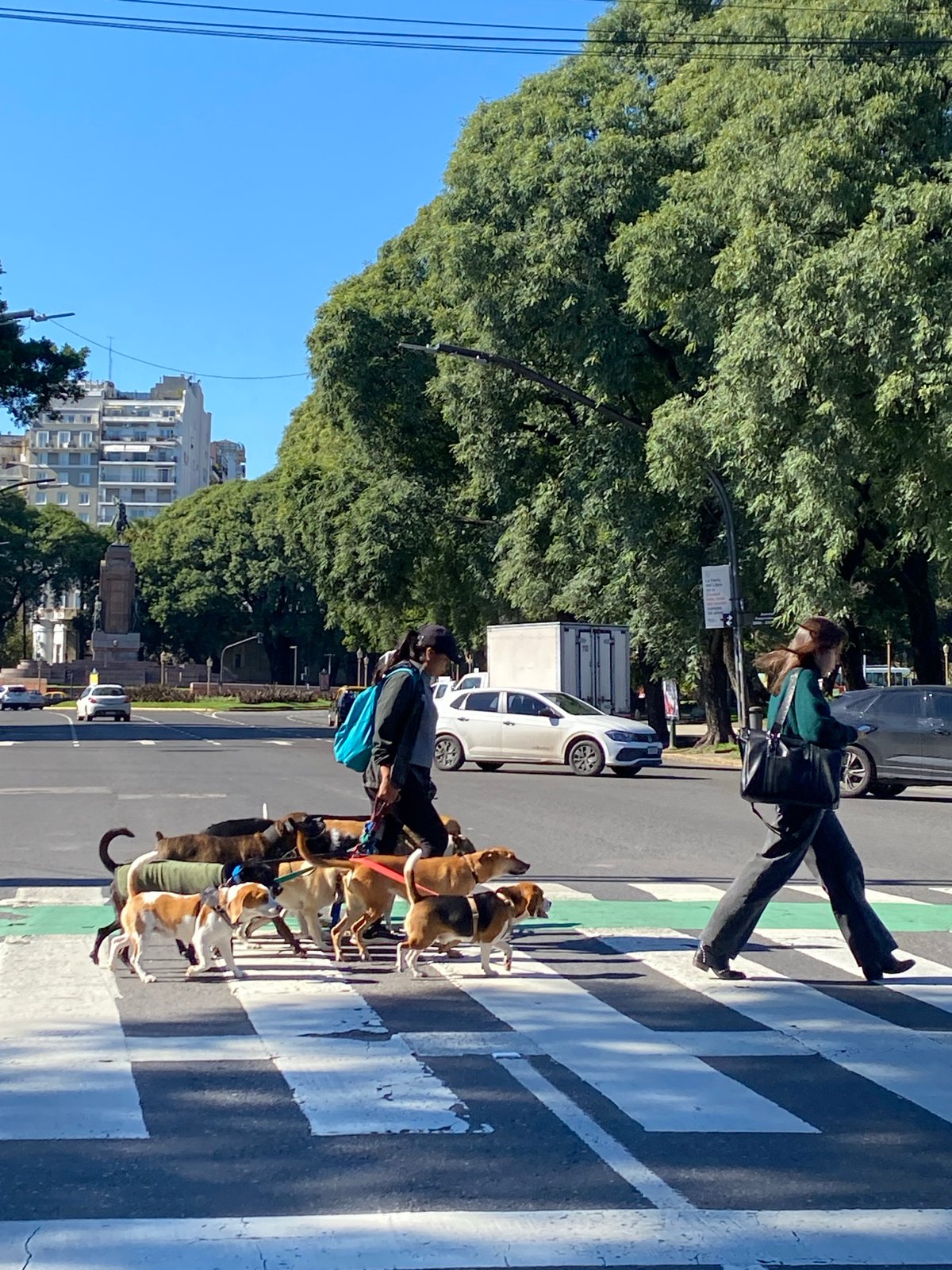 Dog walkers cross street in Buenos Aires daylight