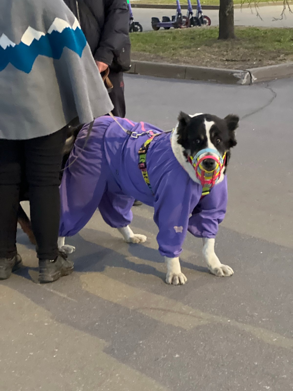 Dressed dog walks with owner on Saint Petersburg street