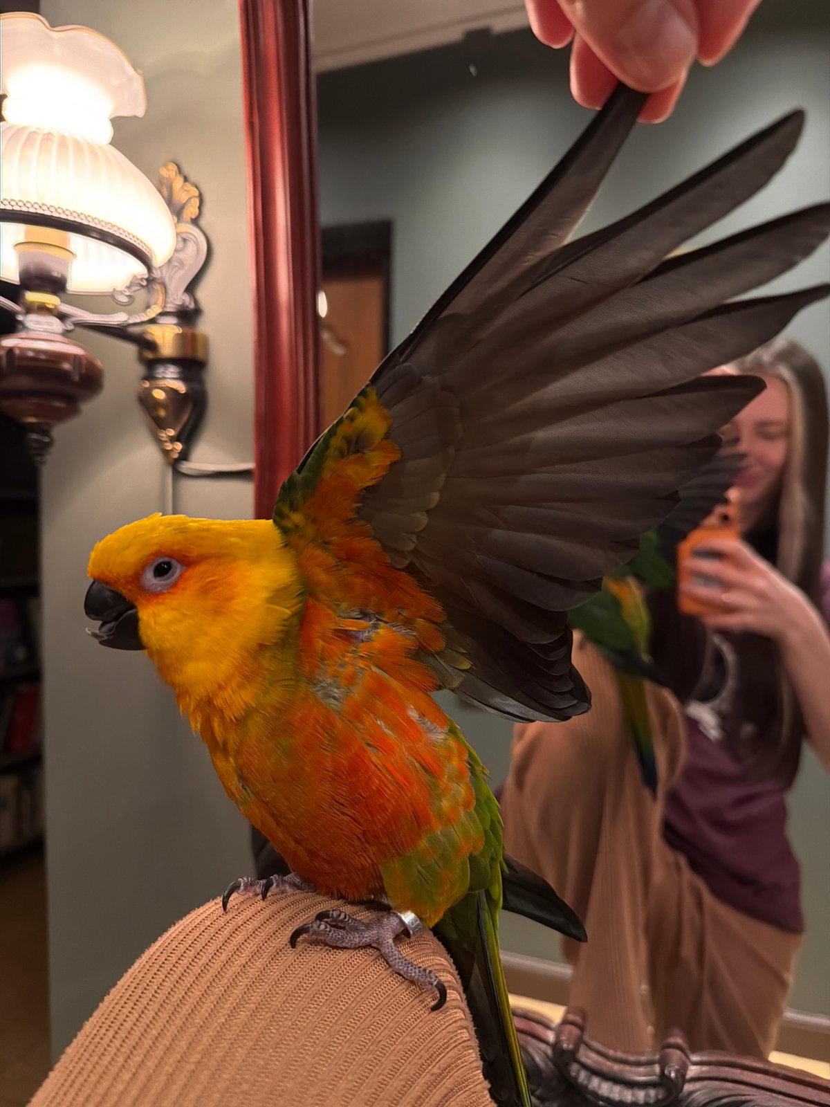 Colorful Sun Conure parrot spotted on person's shoulder in Khimki