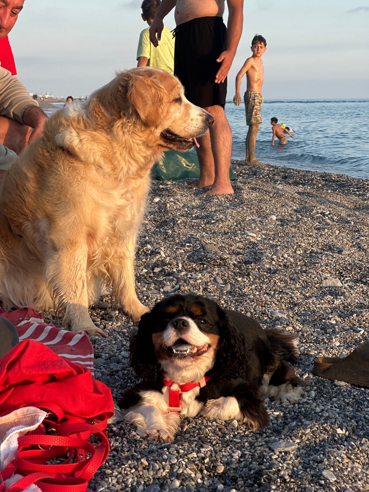 Two dogs enjoy quiet moment on Turkish beach