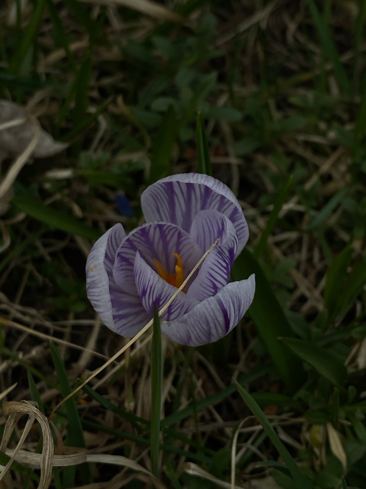 Spring accessories and nature documented in Björklinge, Sweden