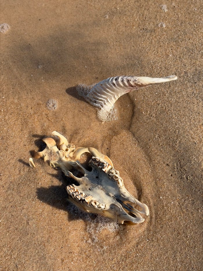 Beach visitor documents coastal scenes and remains in Alaguntan