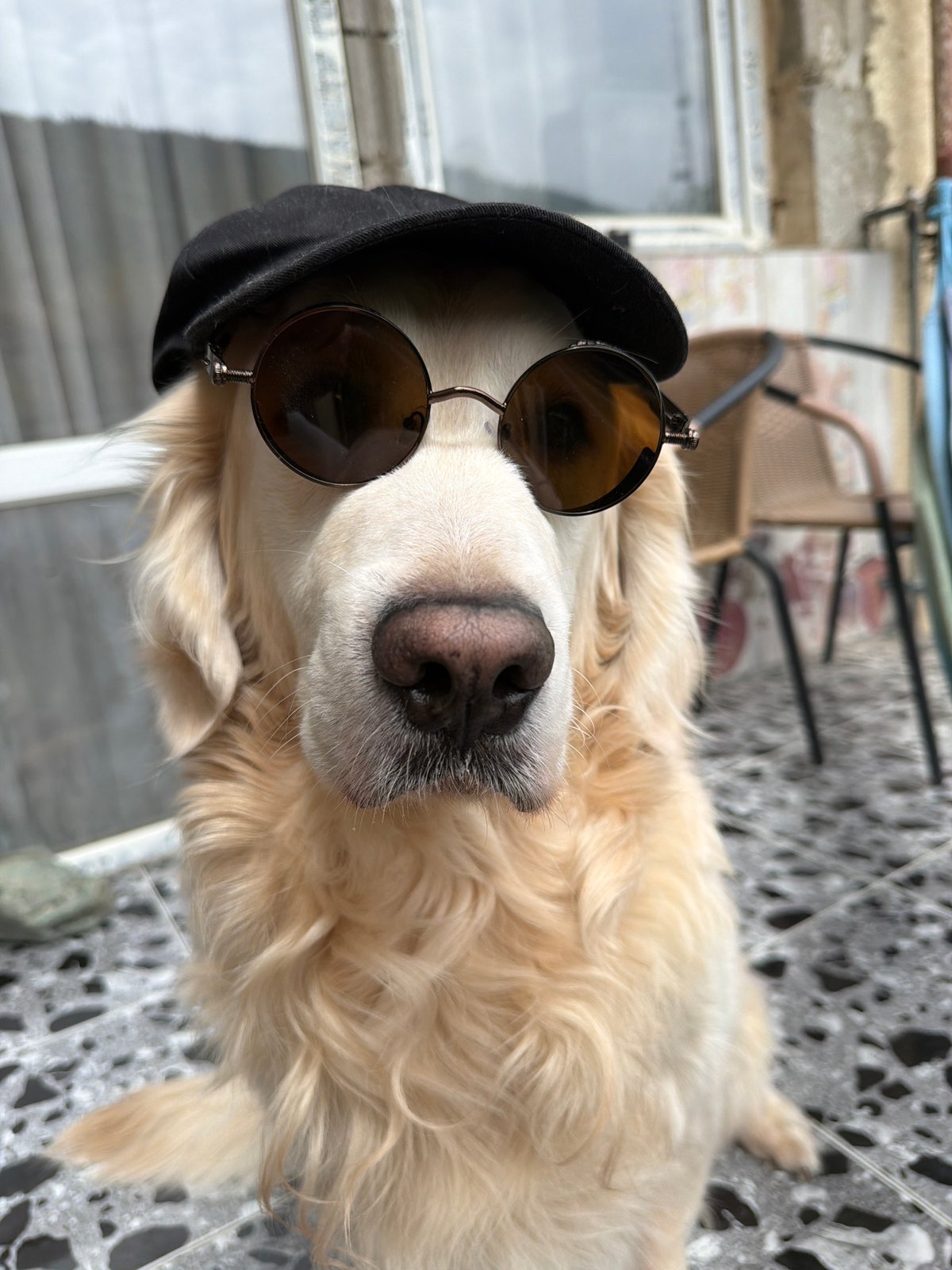 Golden Retriever poses in sunglasses, cap in Tbilisi morning