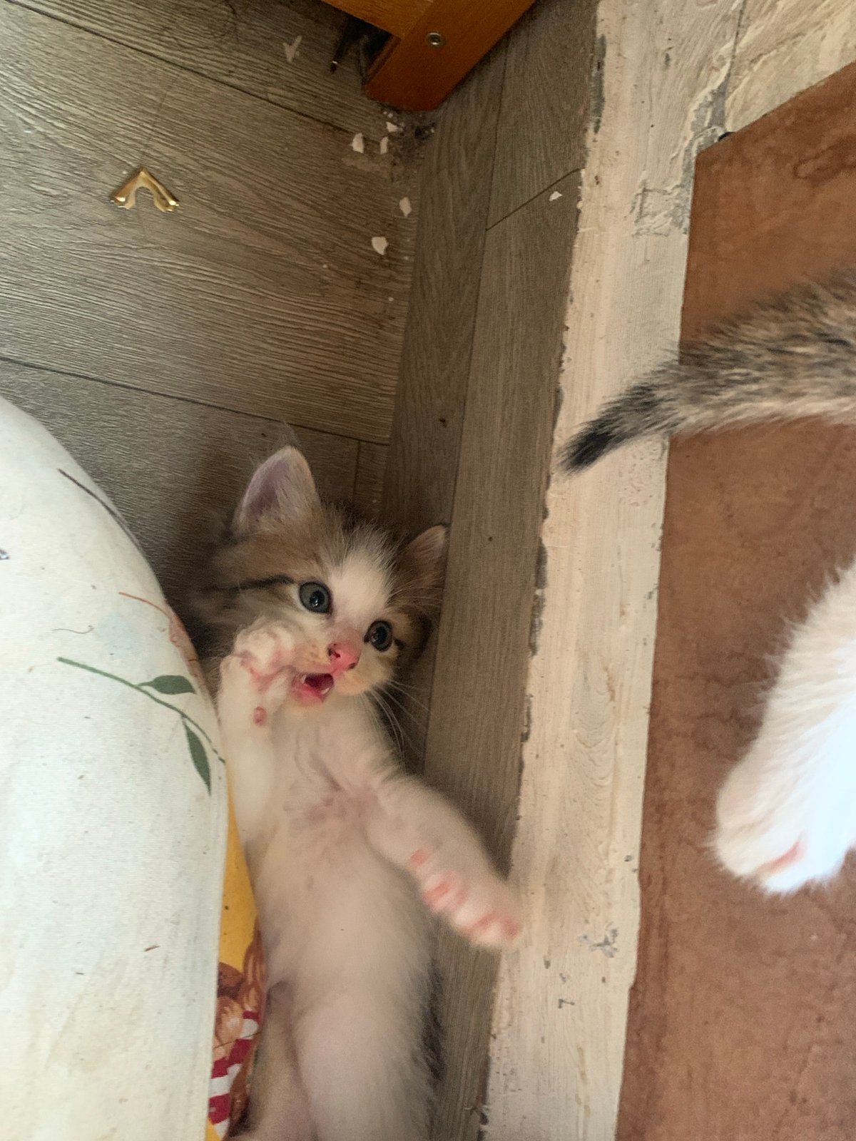 Mother cat and kittens documented through morning routine