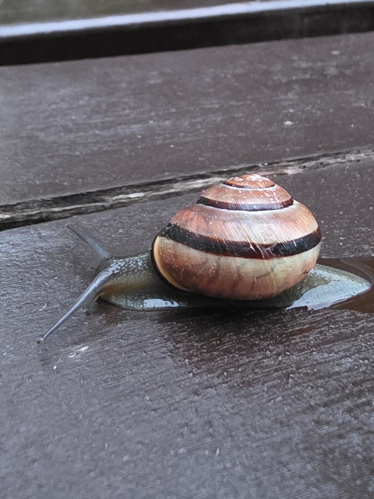 Spring afternoon documented in Chaikovsky: snails, families, urban life