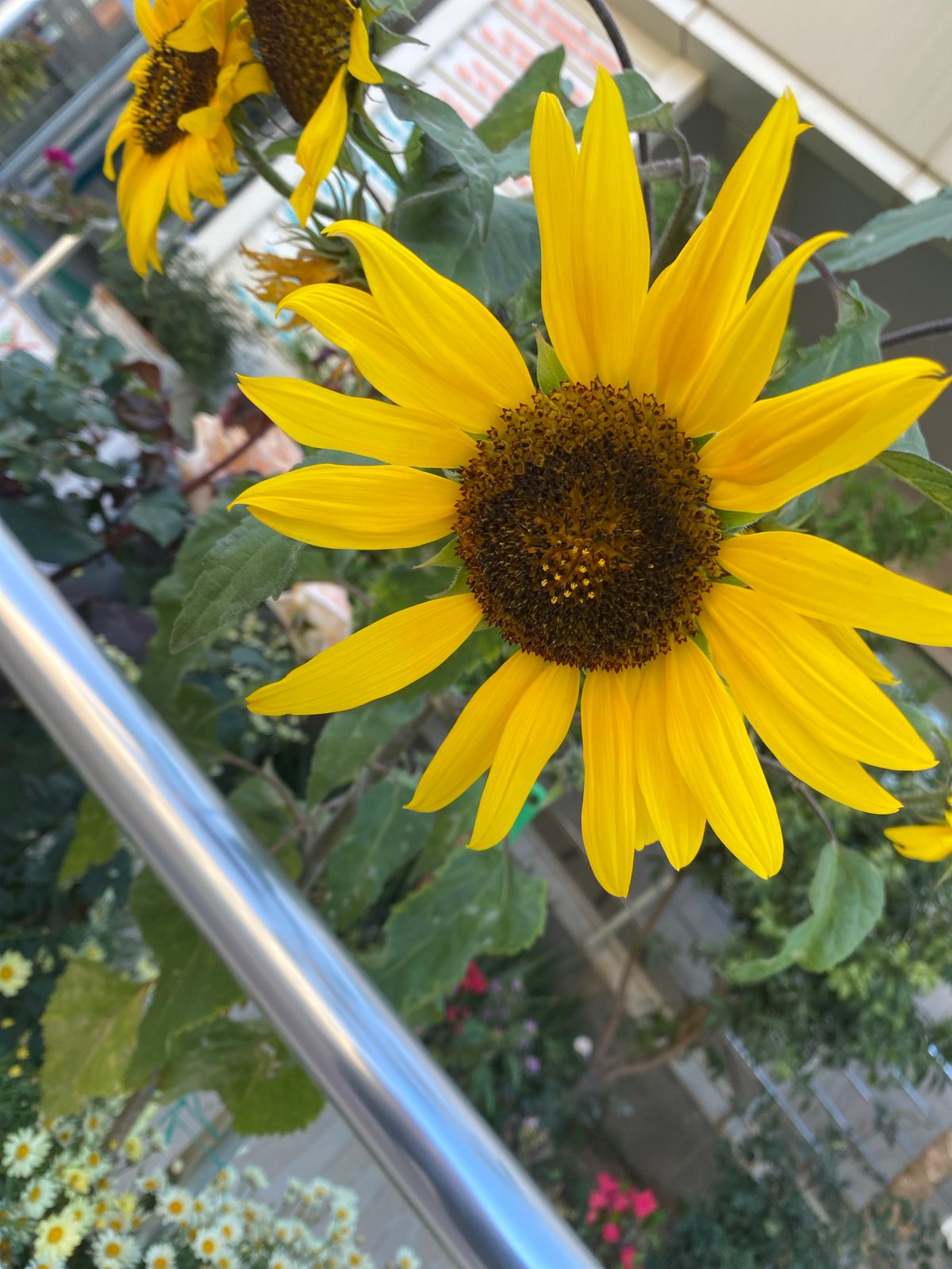 Afternoon stroll through Alanya captures flowers, streets, Turkish bread
