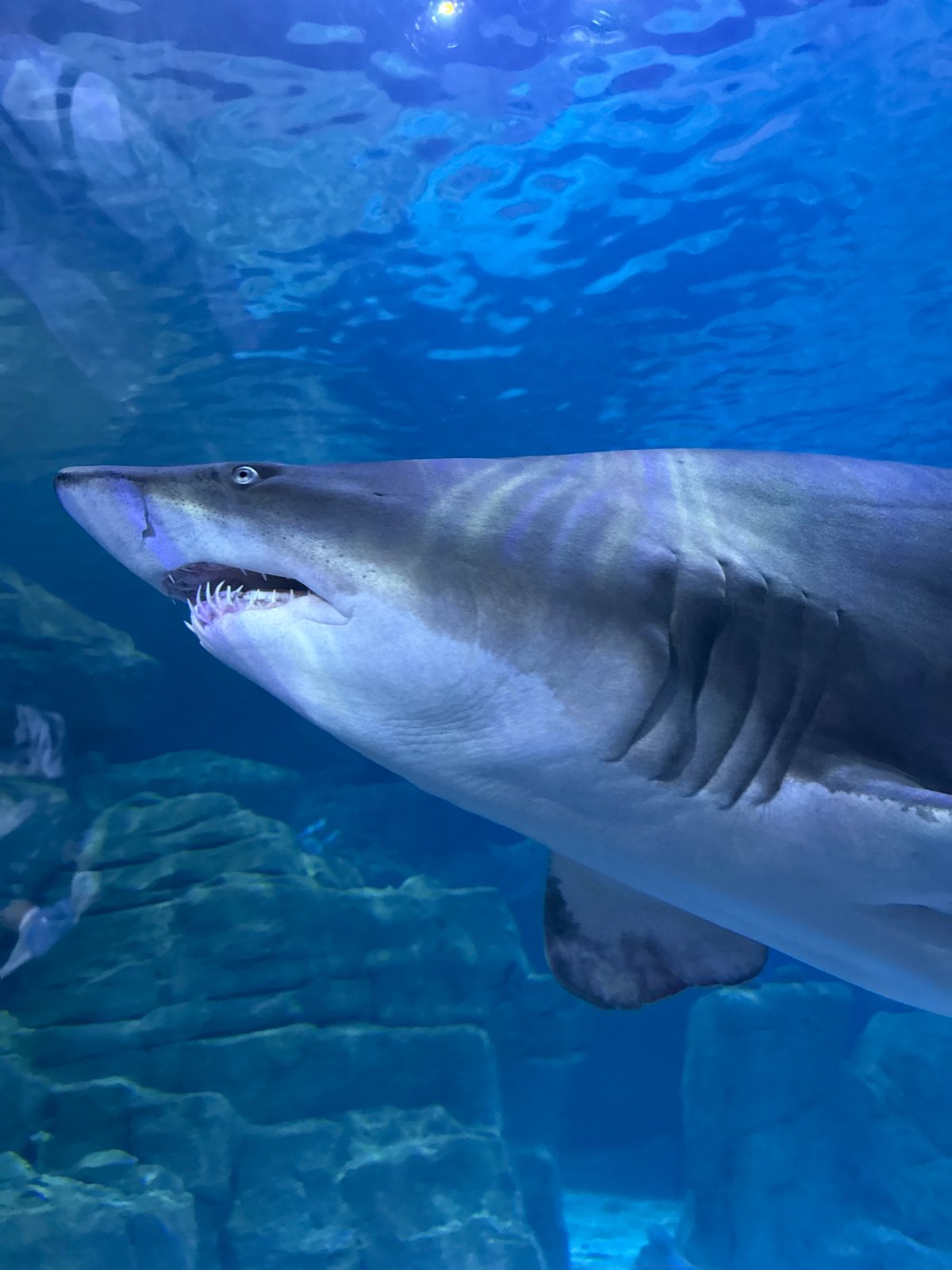 Aquarium visitors observe diverse marine life during midday visit