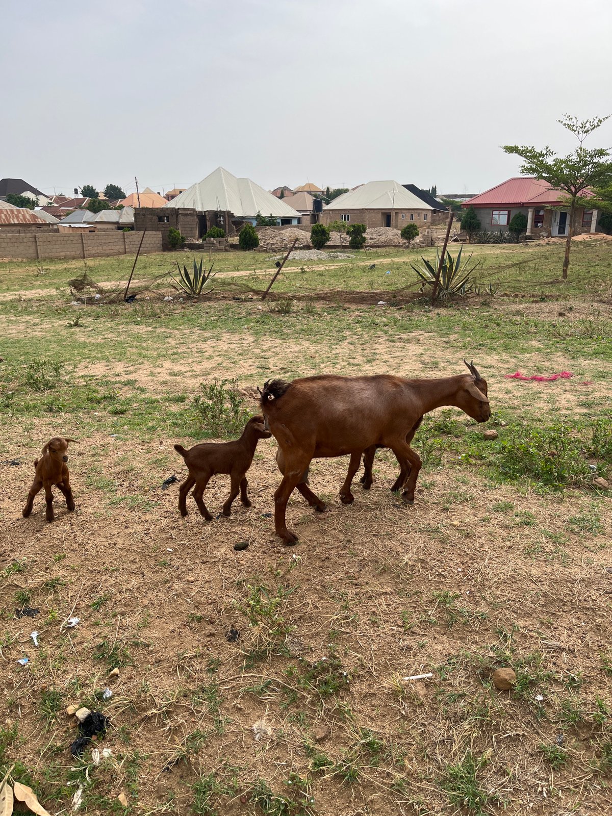 Goats graze in residential Jos neighborhood, witnessed by local