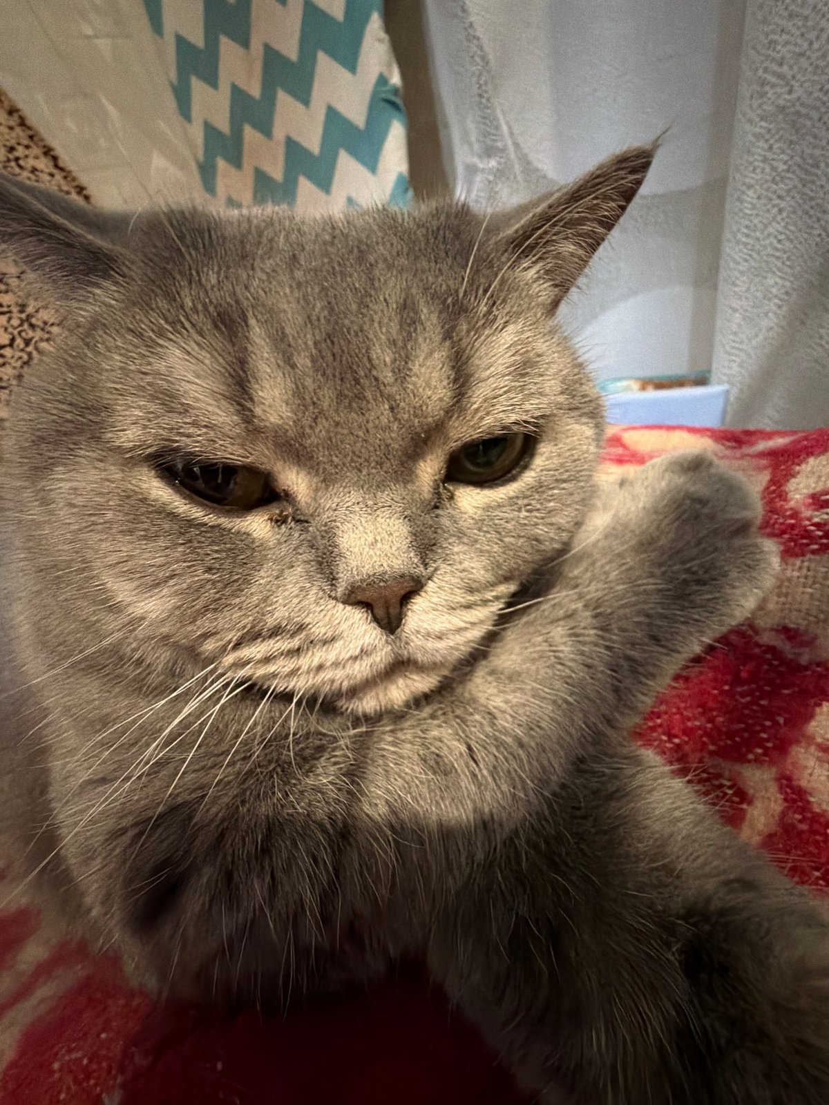 Gray cat photographed resting on bedding in Perm, Russia