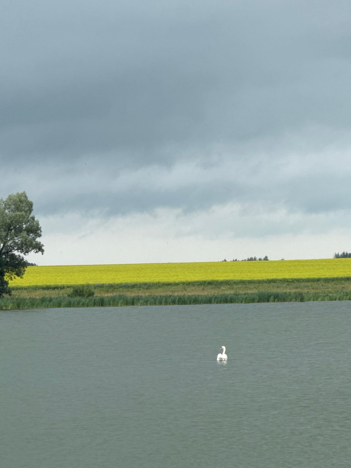 Swans, ducks, and a lakeside fire pit on a grey day