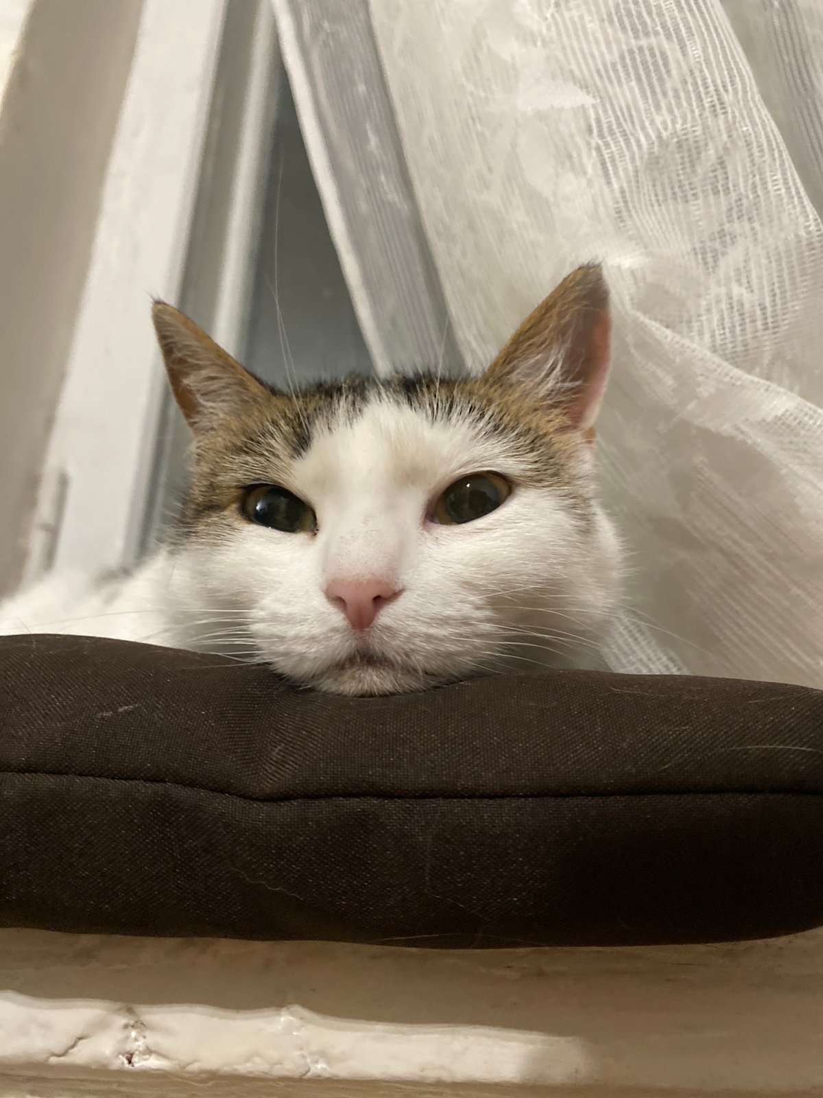 Cats lounging at home, multiple close-up angles