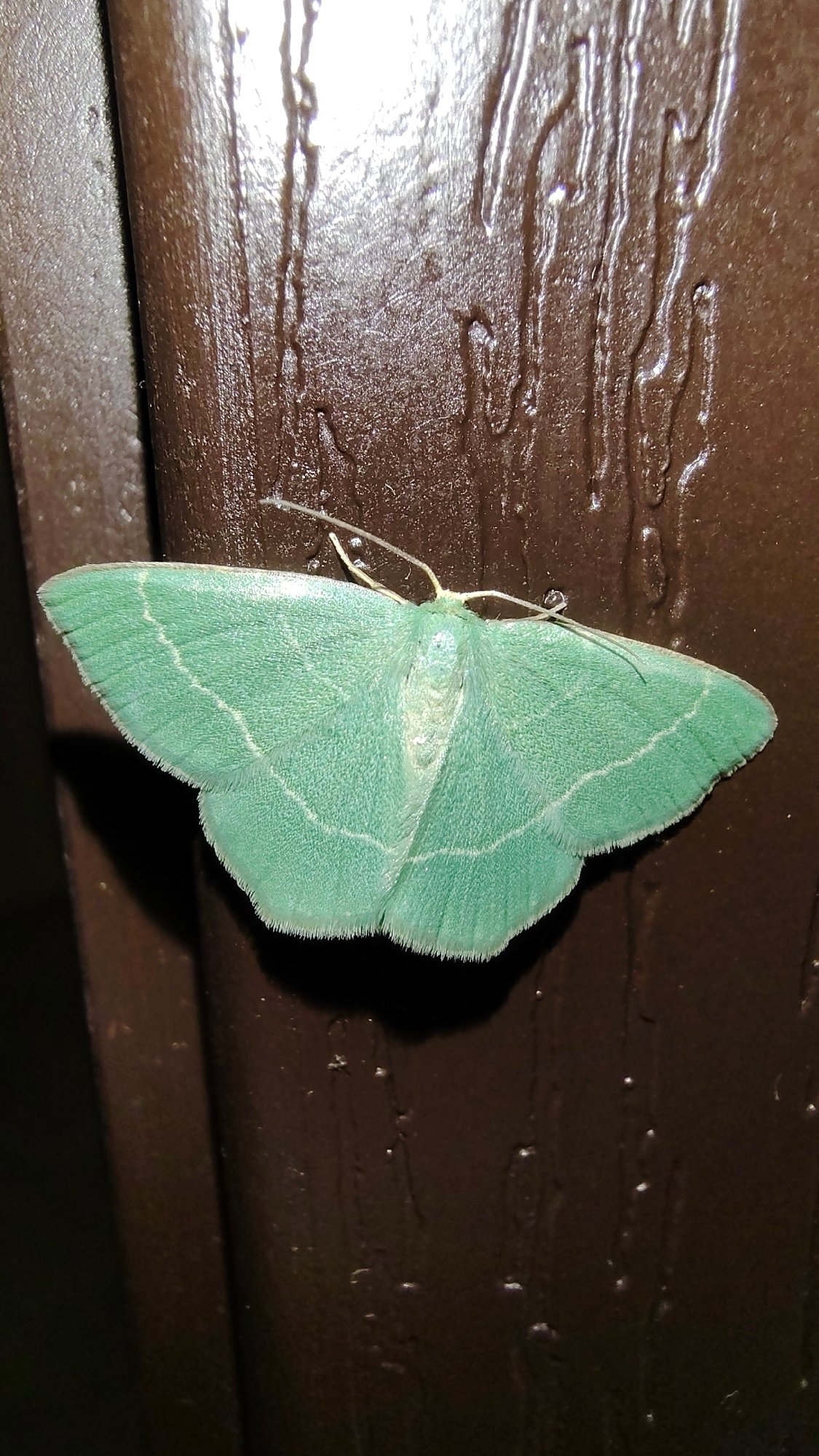 Vivid green moth resting on wet wood in Asenovgrad