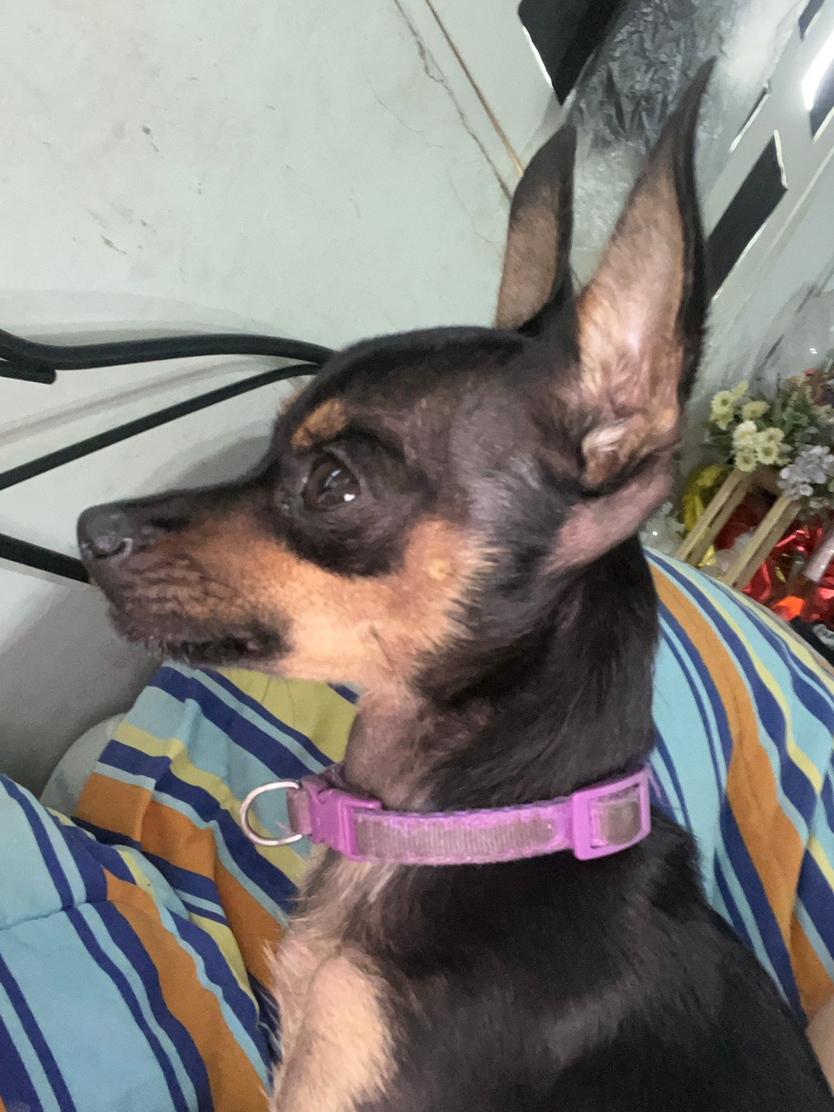 Pet owner documents quiet evening with dogs in Venezuelan home