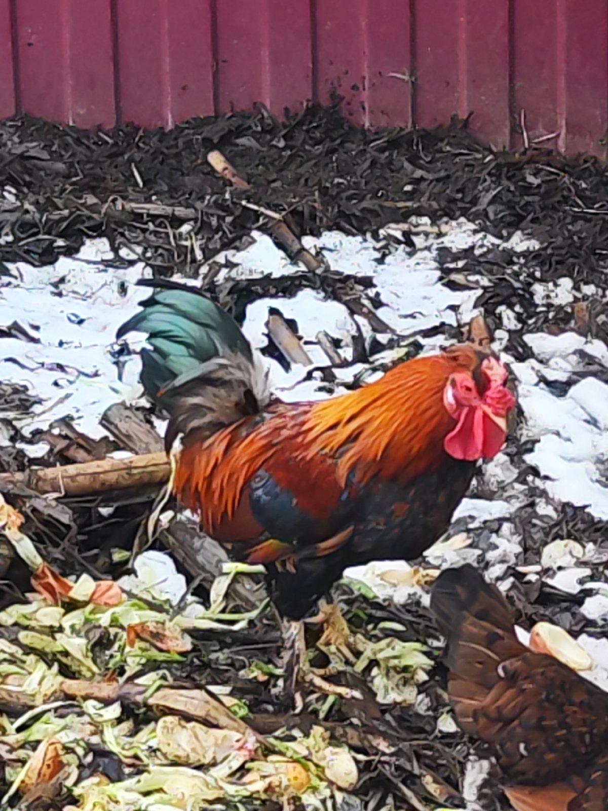 Chickens forage among organic debris in backyard setting