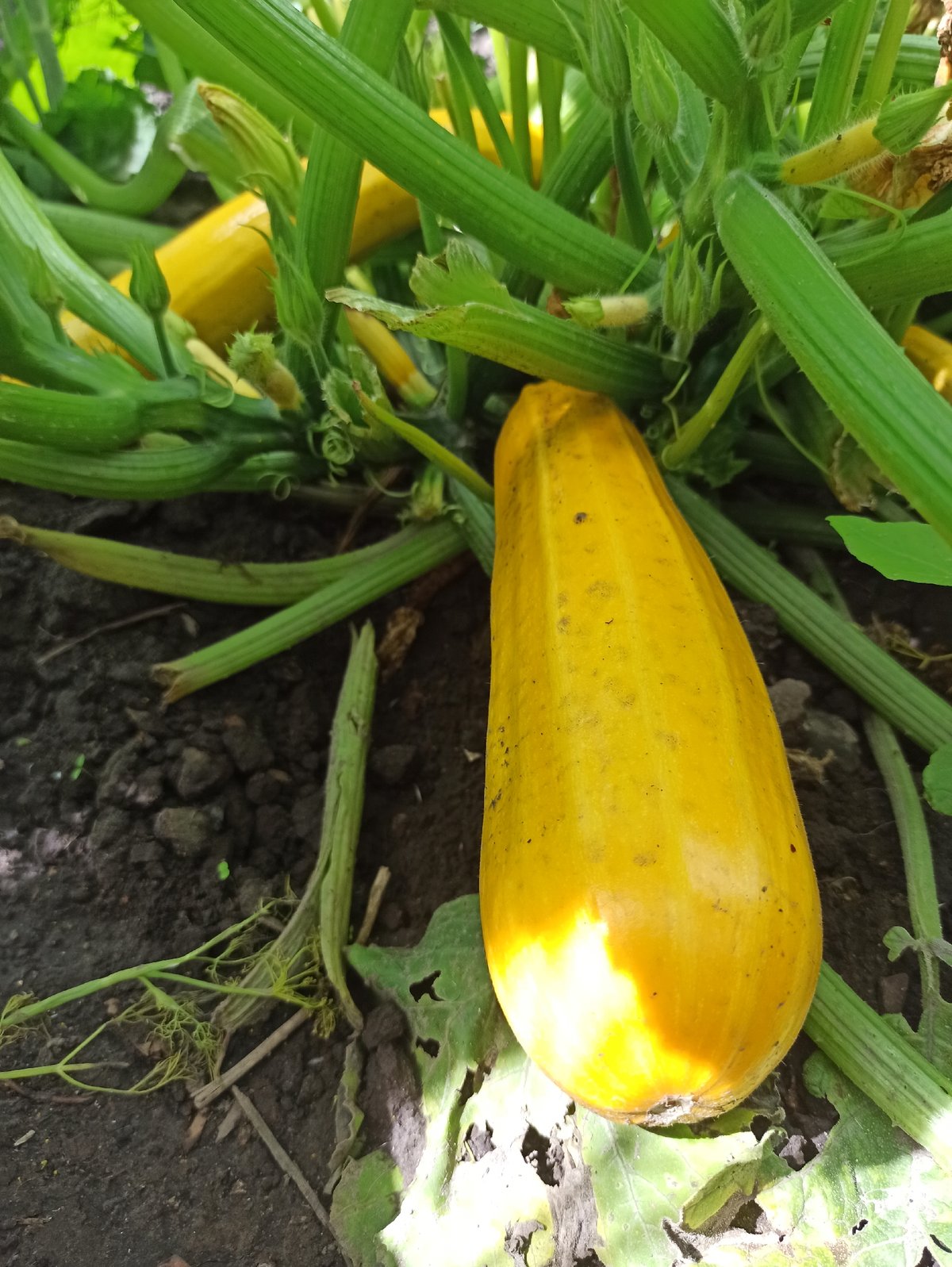 Garden produce and rural landscapes on a cloudy summer morning