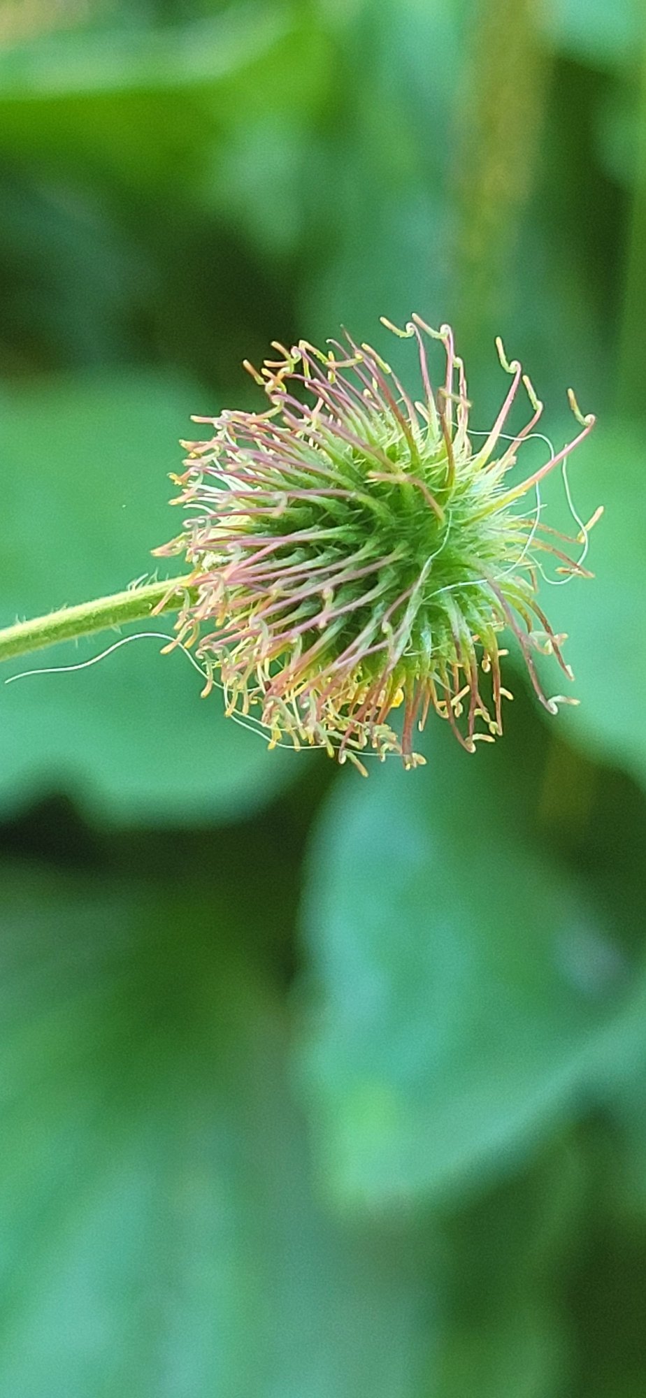 Summer wildflowers, insects, and garden details in Tetianivka