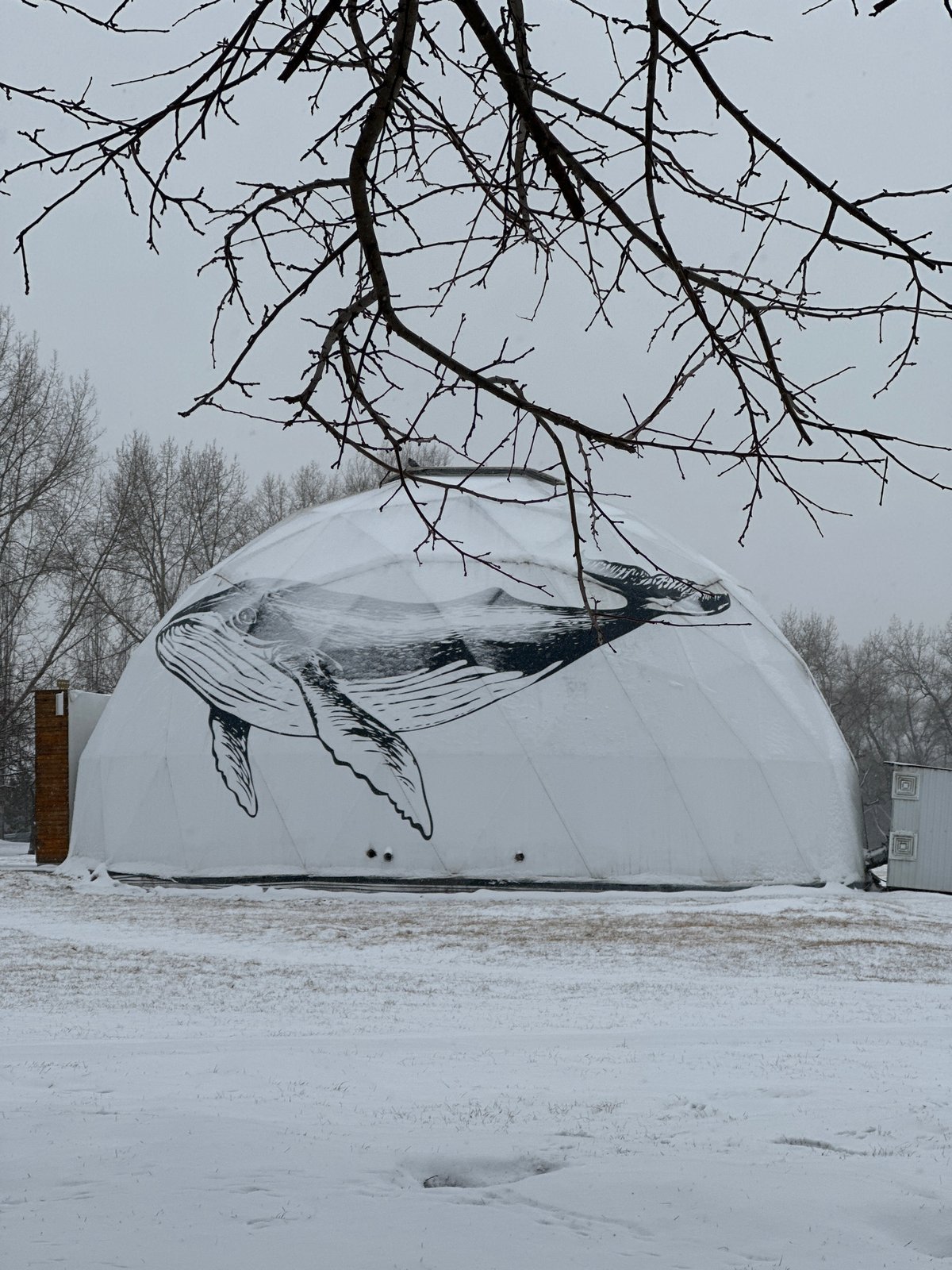 Winter wildlife and whale-decorated dome observed in Krasnoyarsk