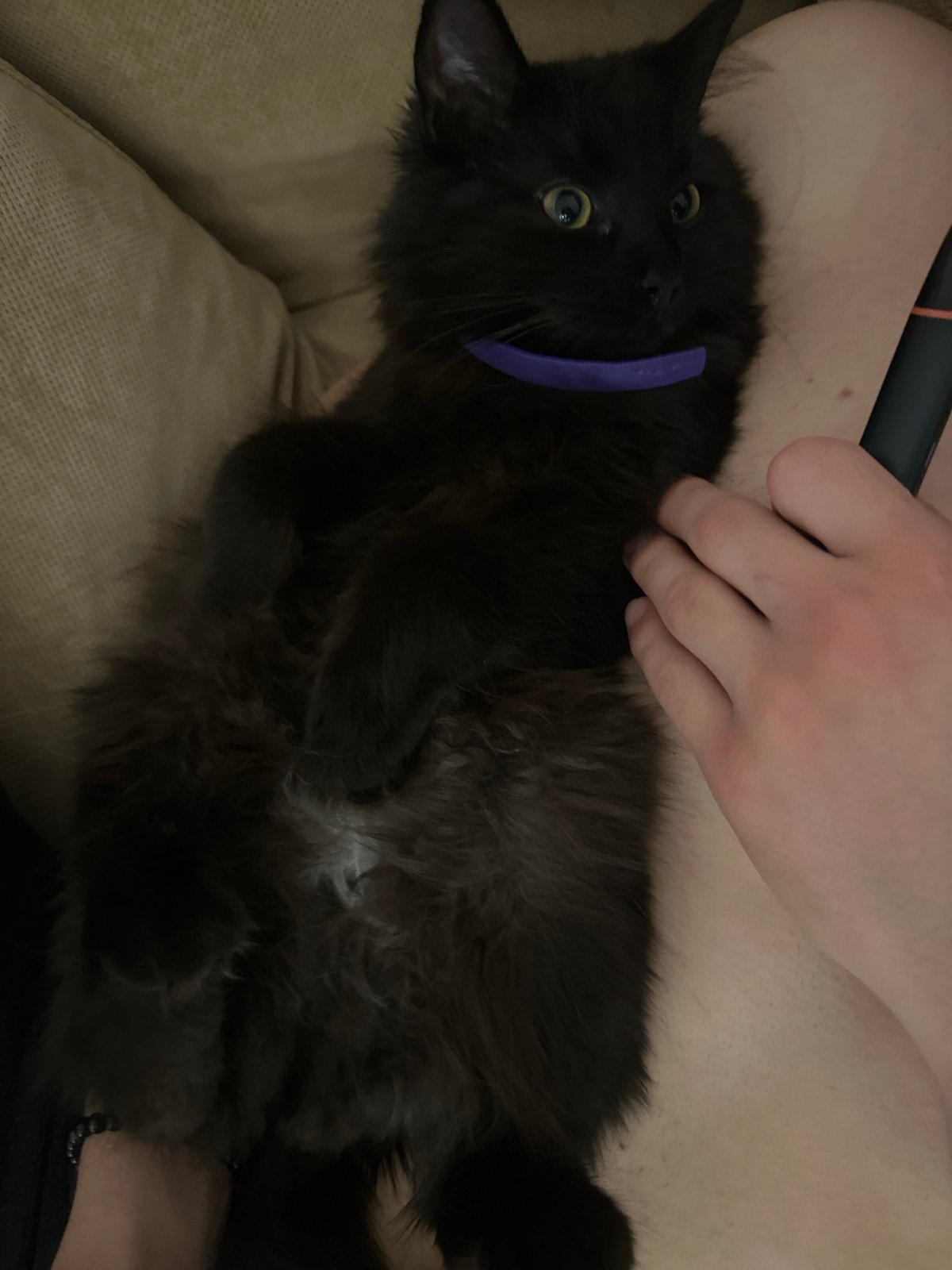 Black cat with collar rests on sofa in Sofia home