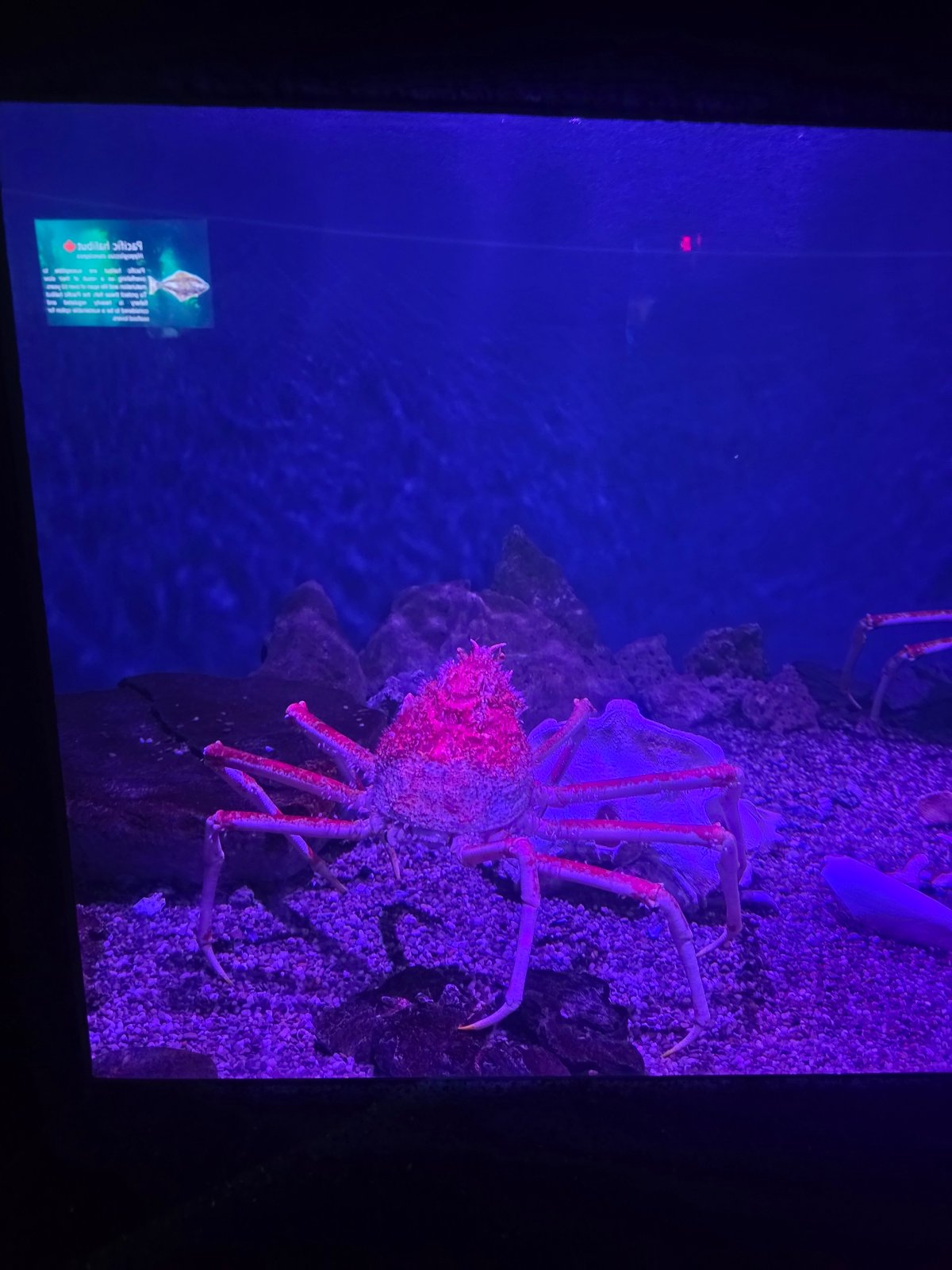 Late-night visitor documents marine exhibits at Toronto aquarium