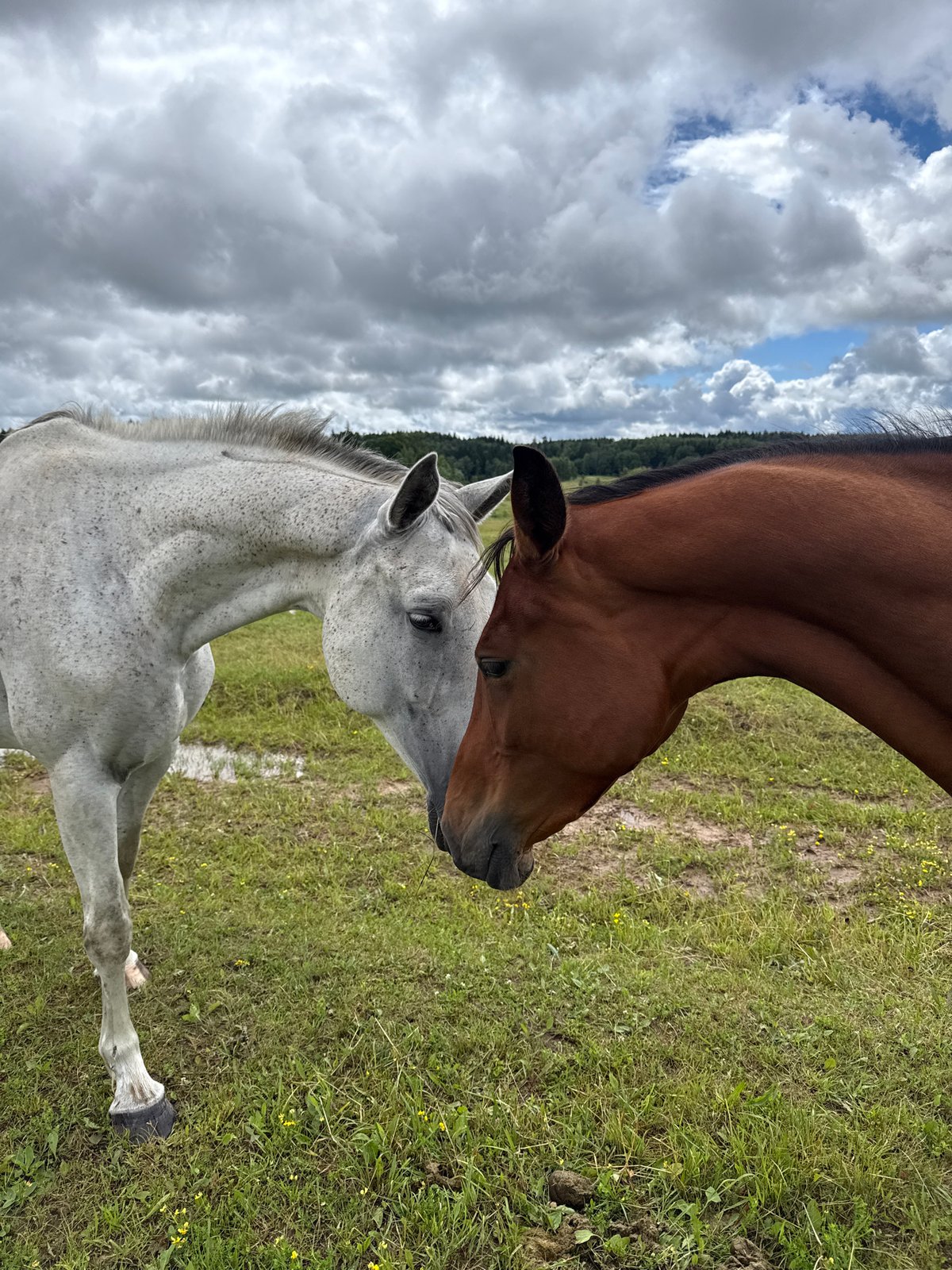 Horses, ducks, and handmade interiors at a Lithuanian rural property