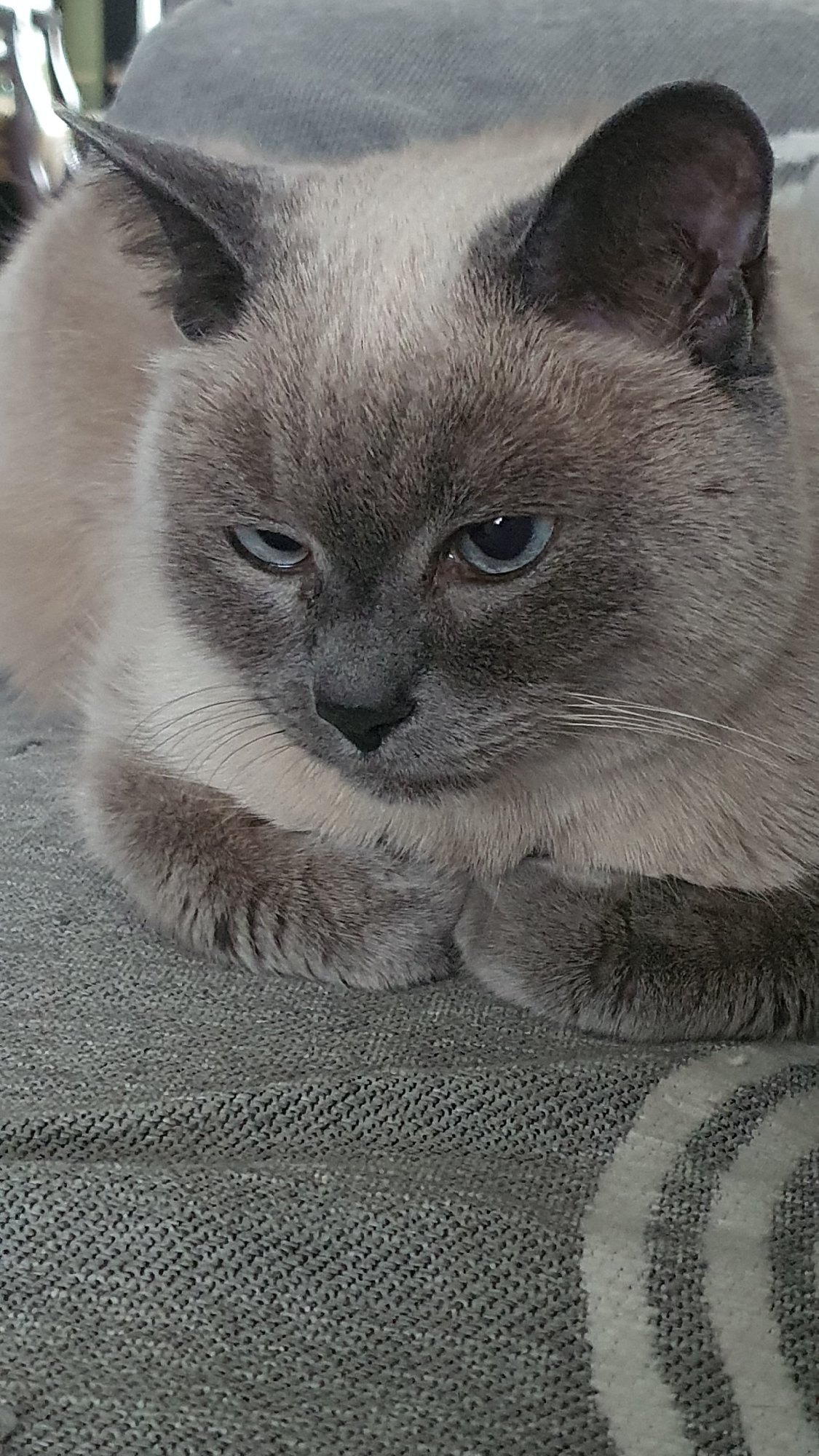 Siamese cat at rest on a gray couch in Krasnoyarsk