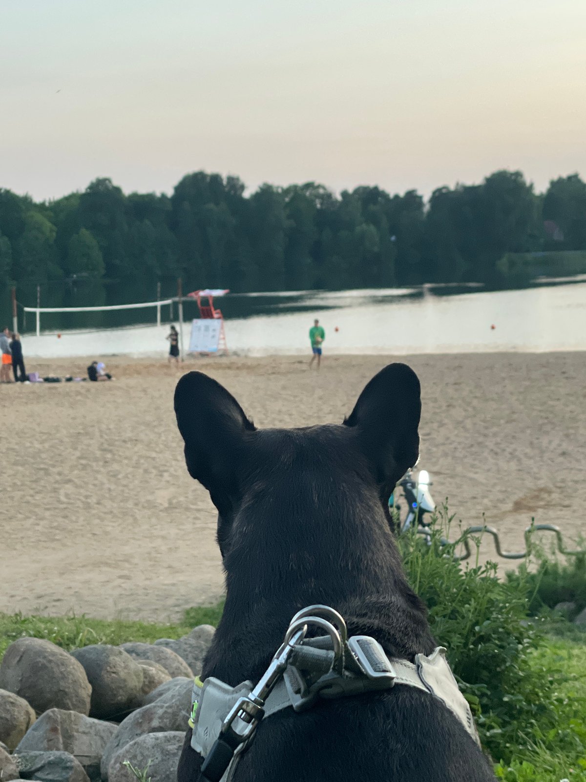 Black dog watches a busy beach from the sidelines