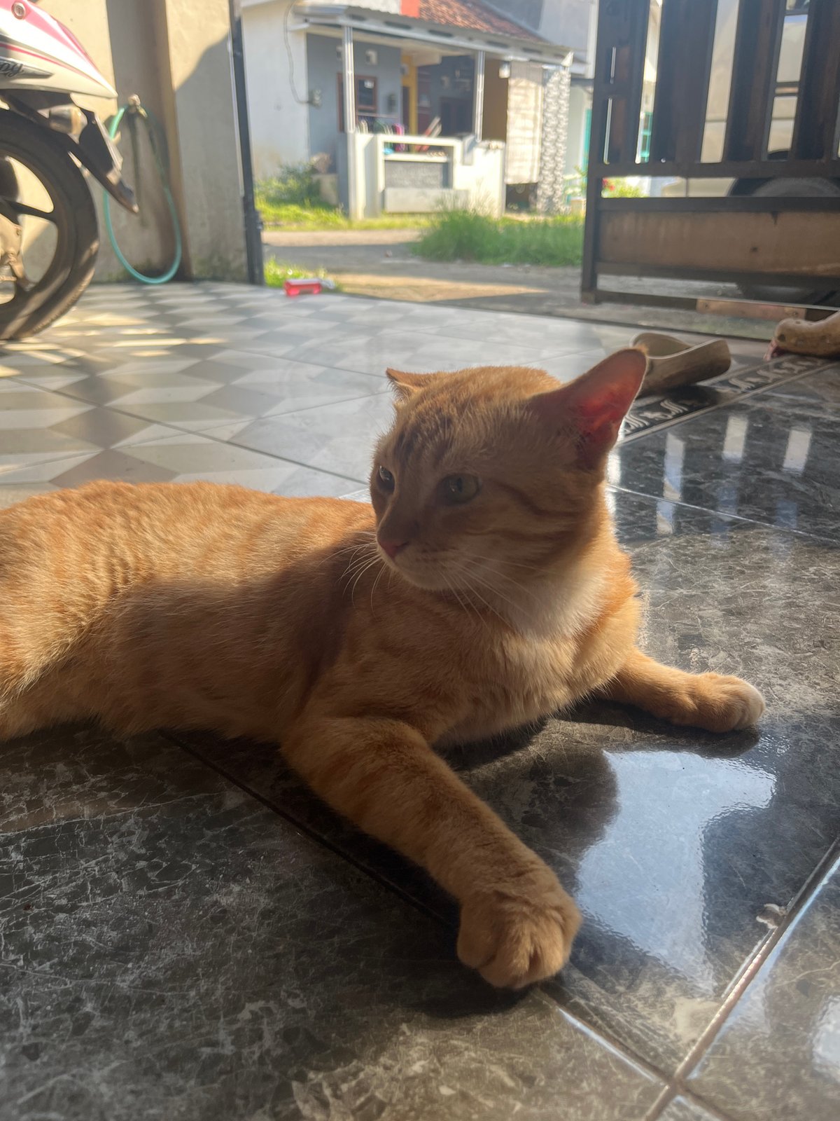 Orange tabby cat rests on tile floor in Paweden