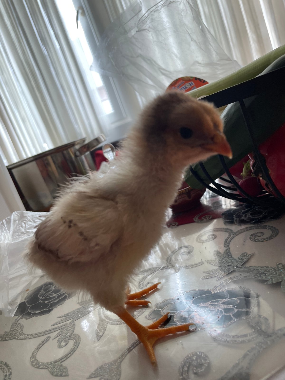 Young chick observed indoors in Zlatograd, Bulgaria household setting