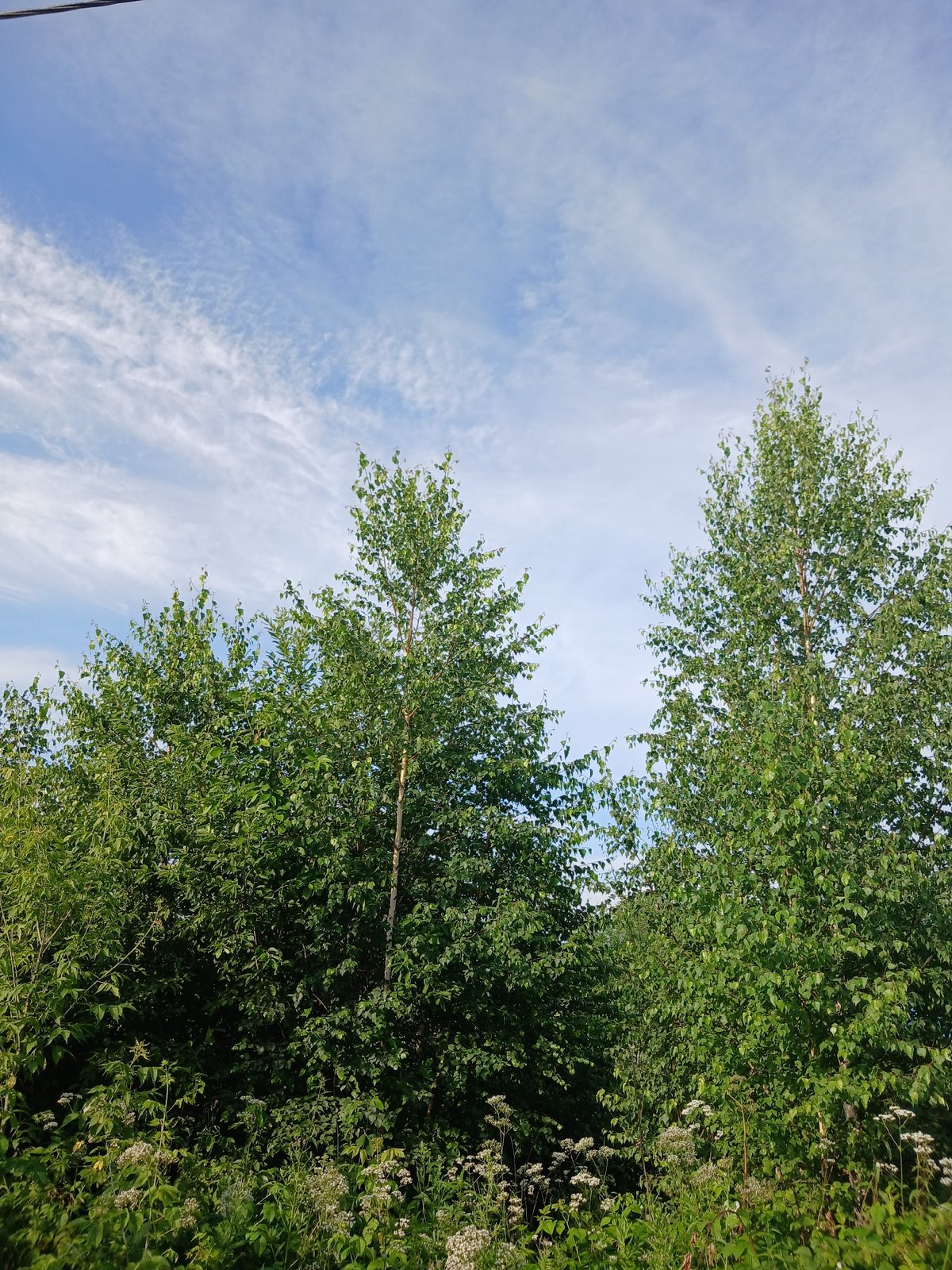 Sunny morning snapshots from a quiet Prokopyevsk neighborhood.