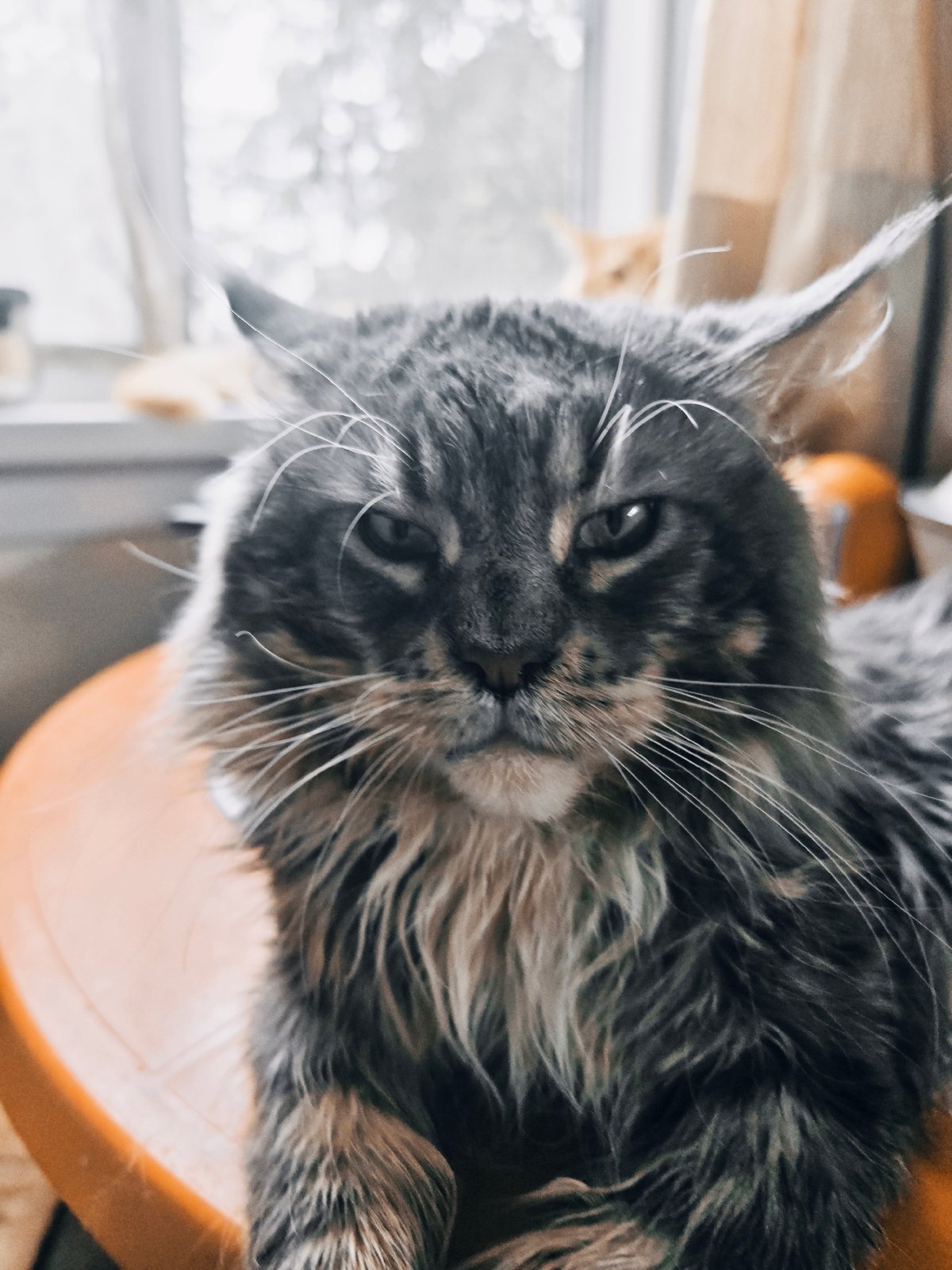 Cats and houseplants in an Abakan home