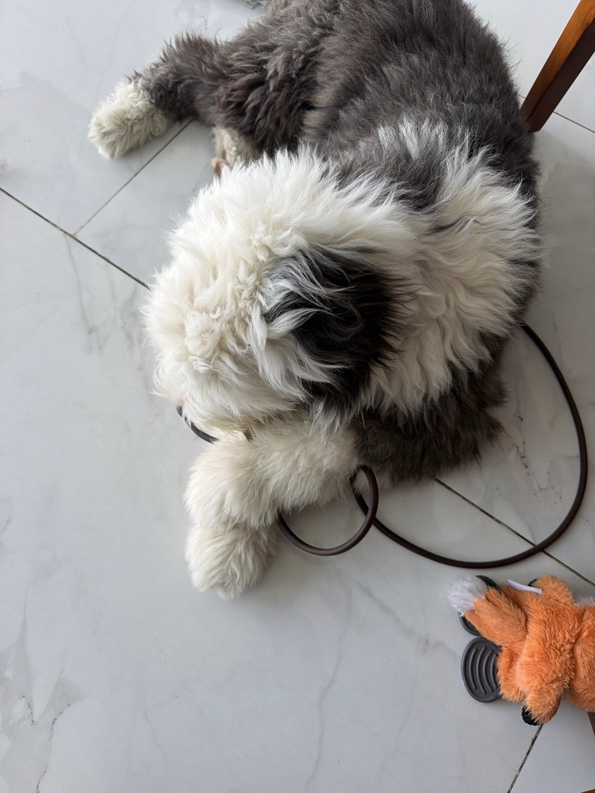 Shaggy dog rests indoors in San Bernardino Tlaxcalancingo