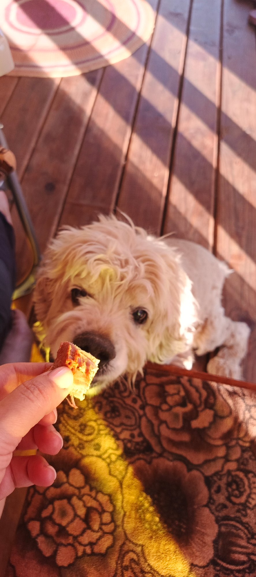 Backyard cookout in Chaikovsky, dog included